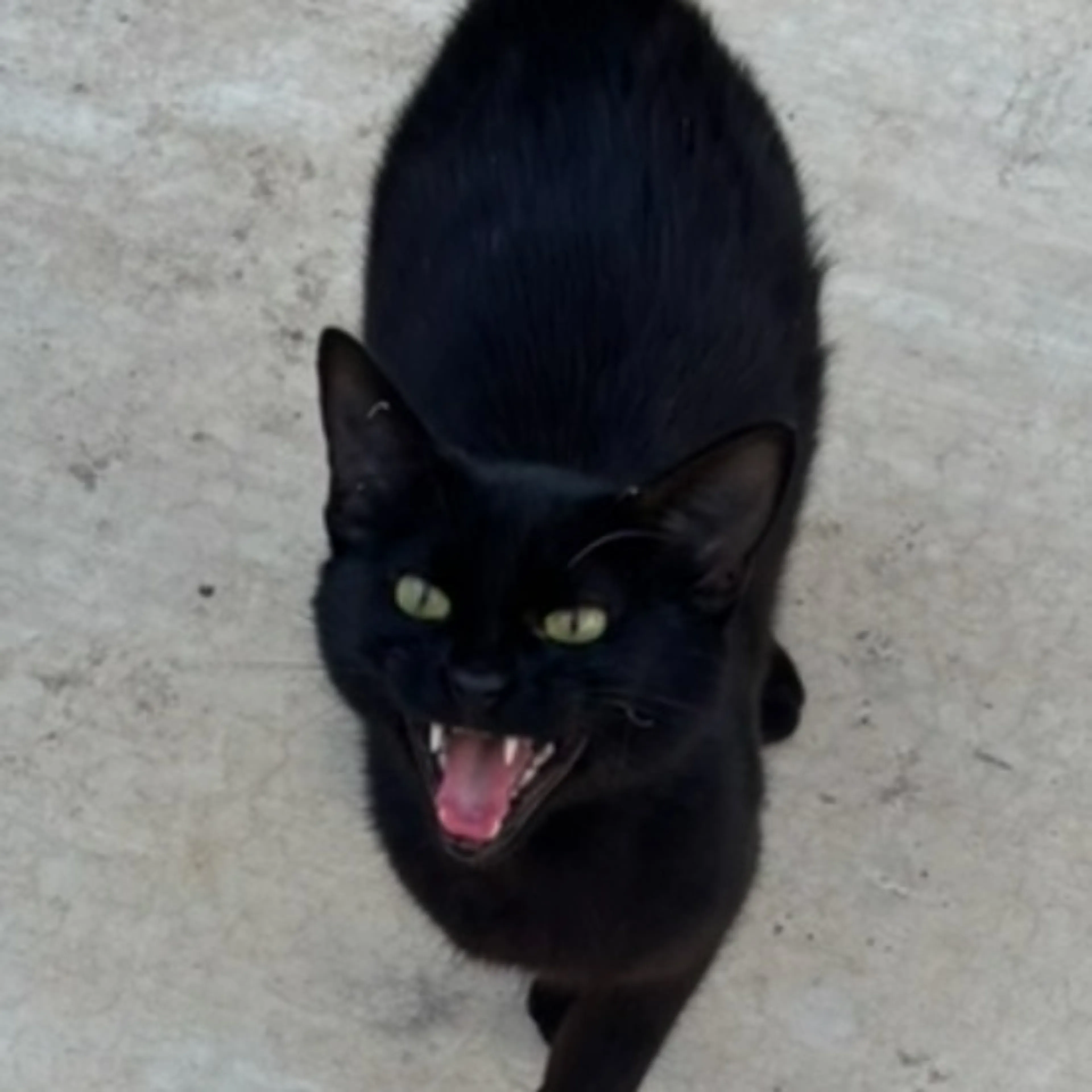 Lost pet