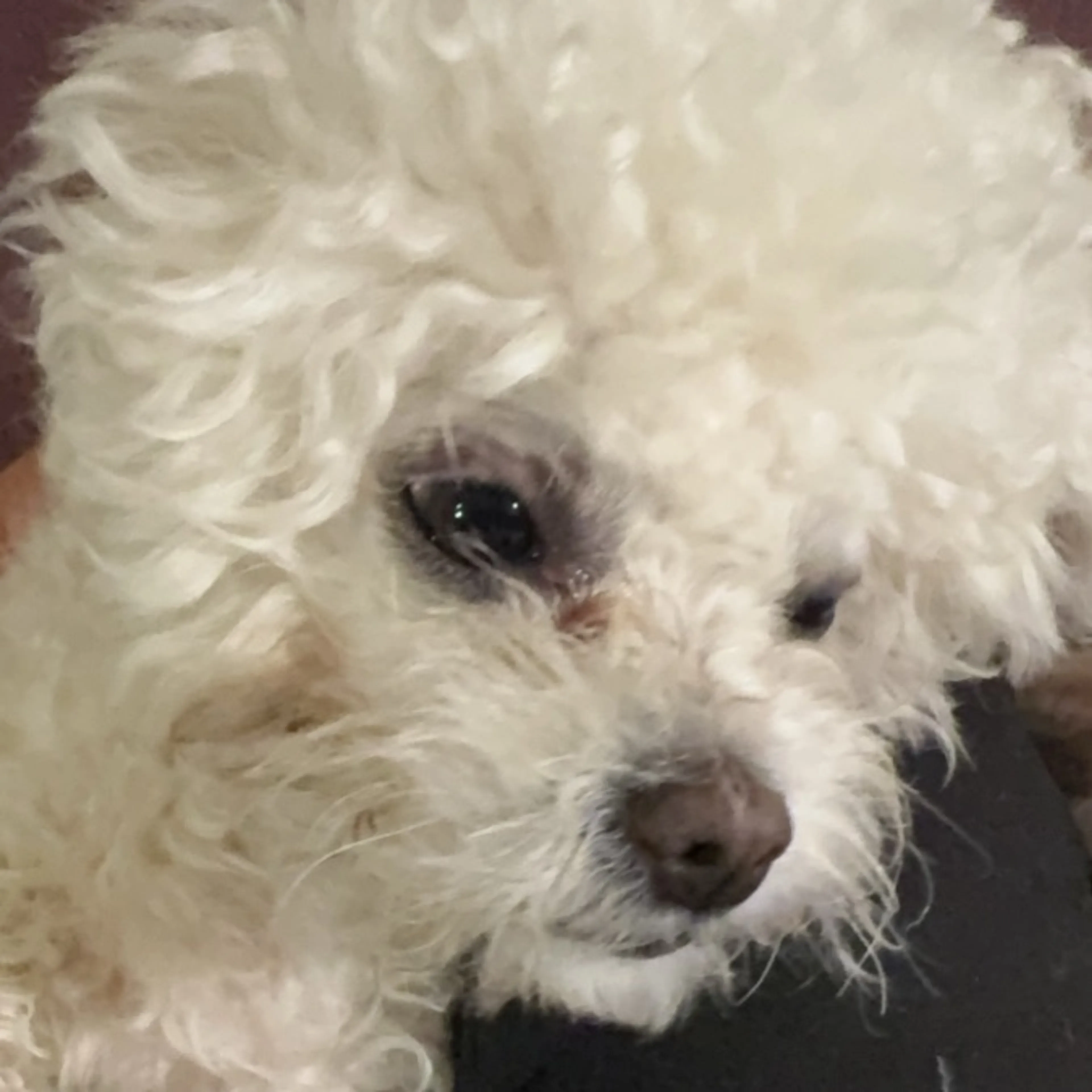Lost pet-0