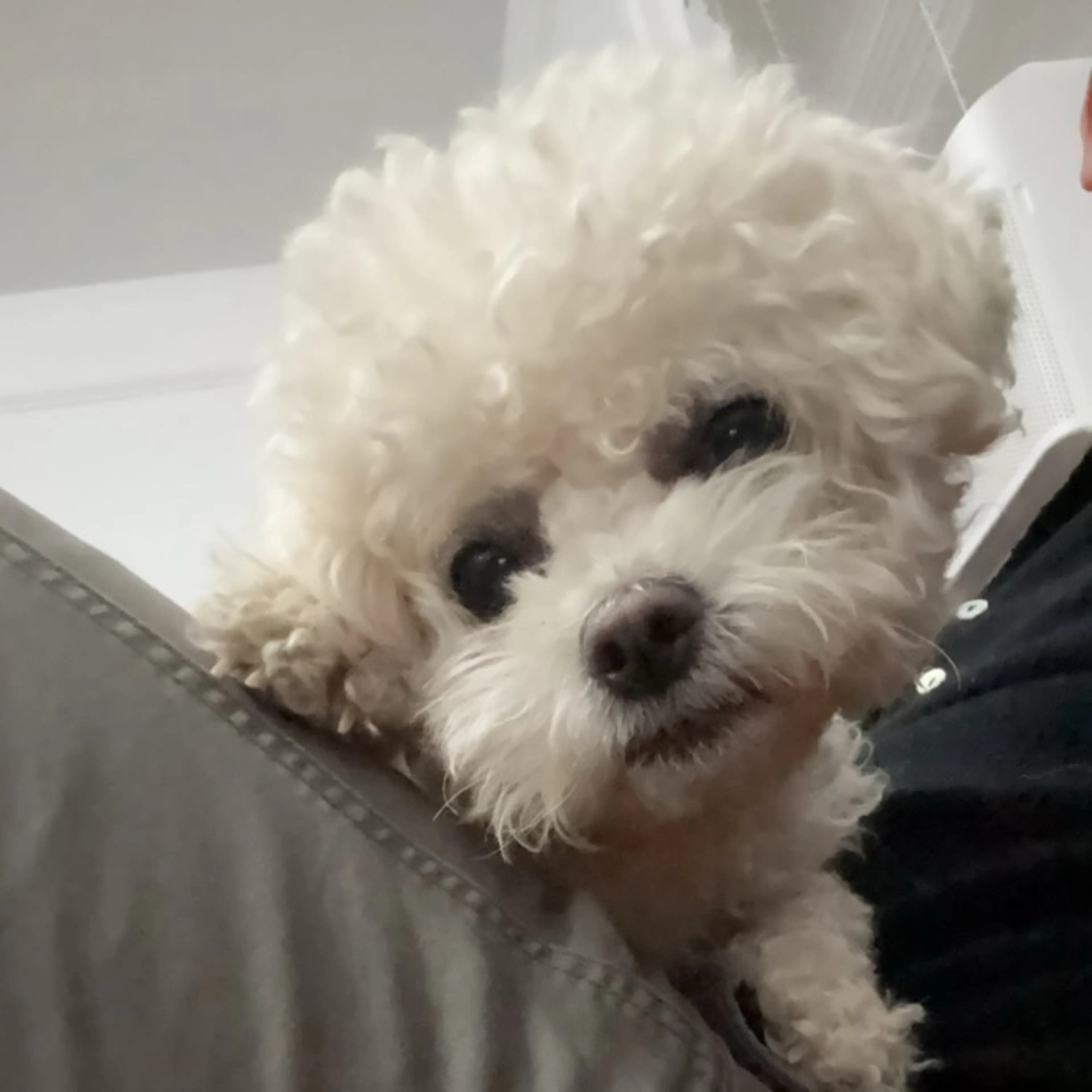 Lost pet-2