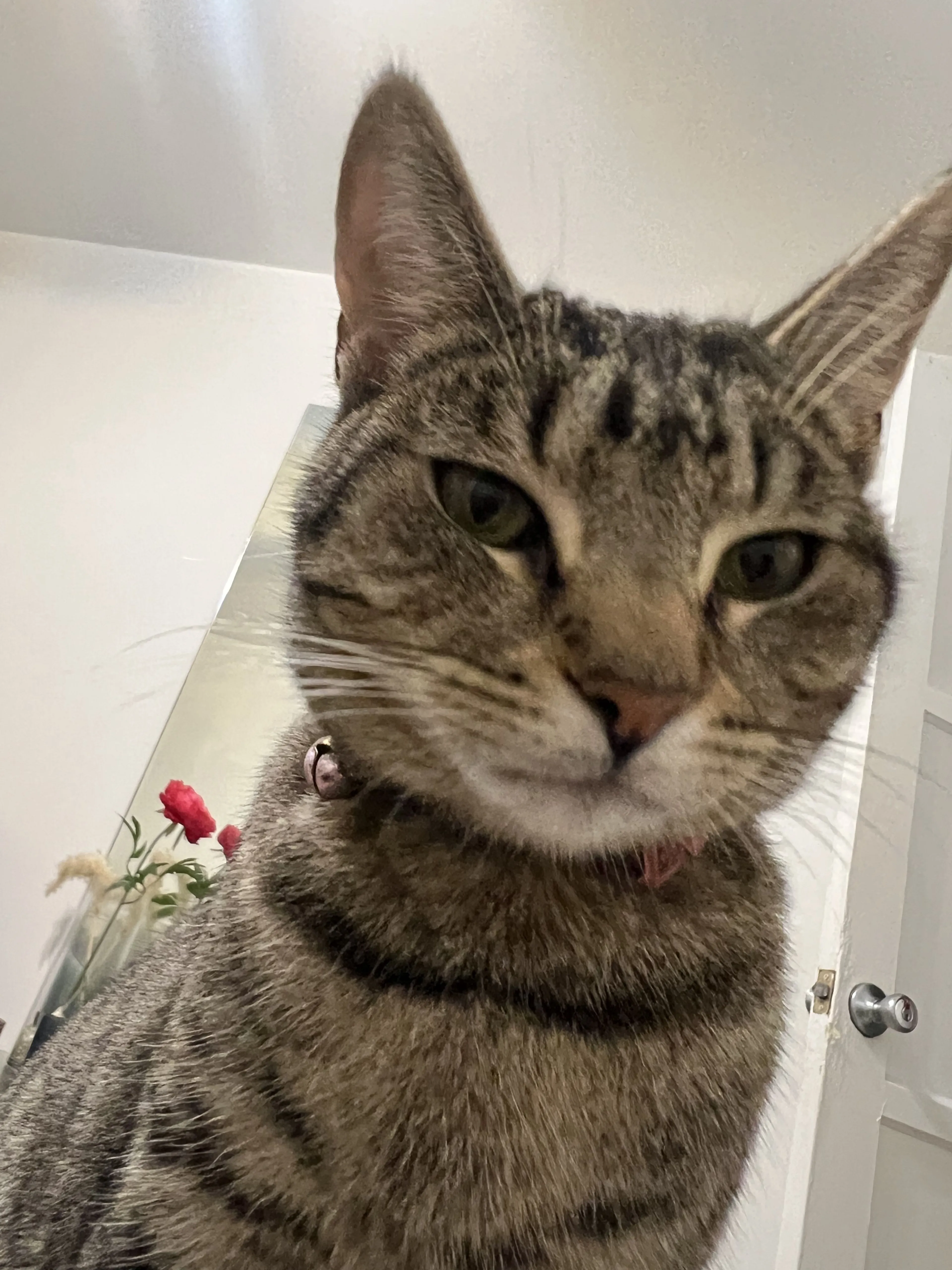 Lost pet-1