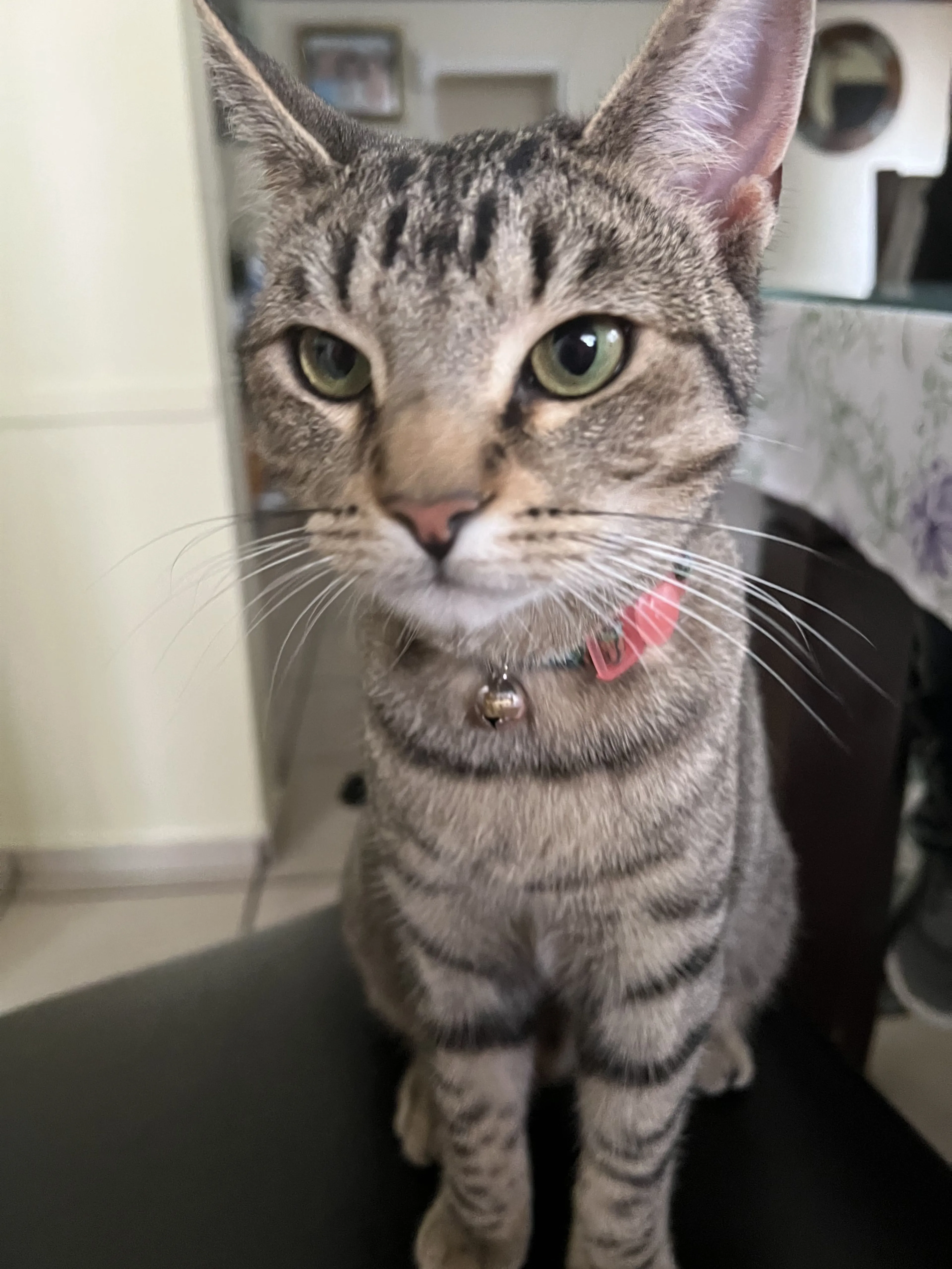 Lost pet-0