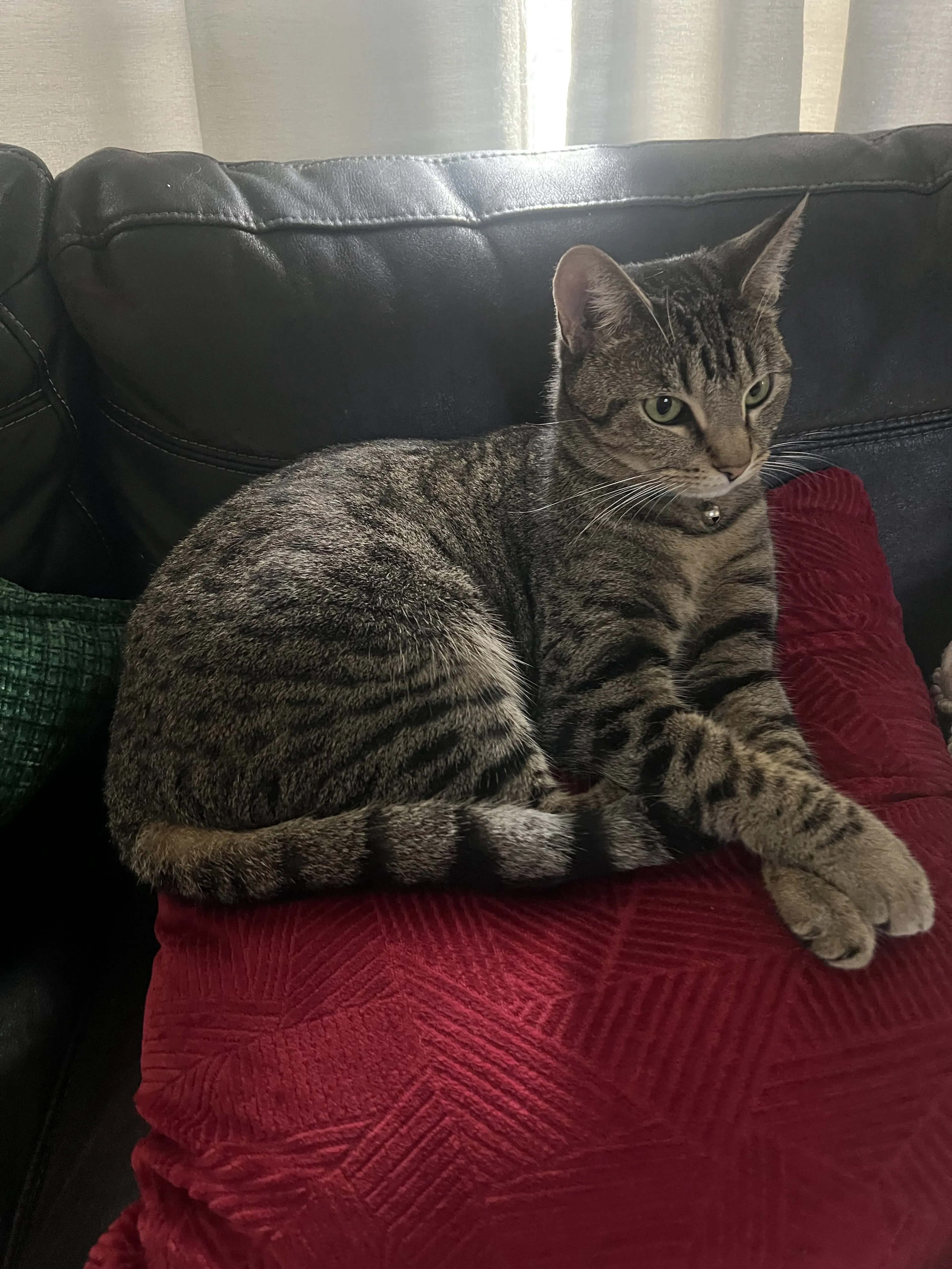 Lost pet-2