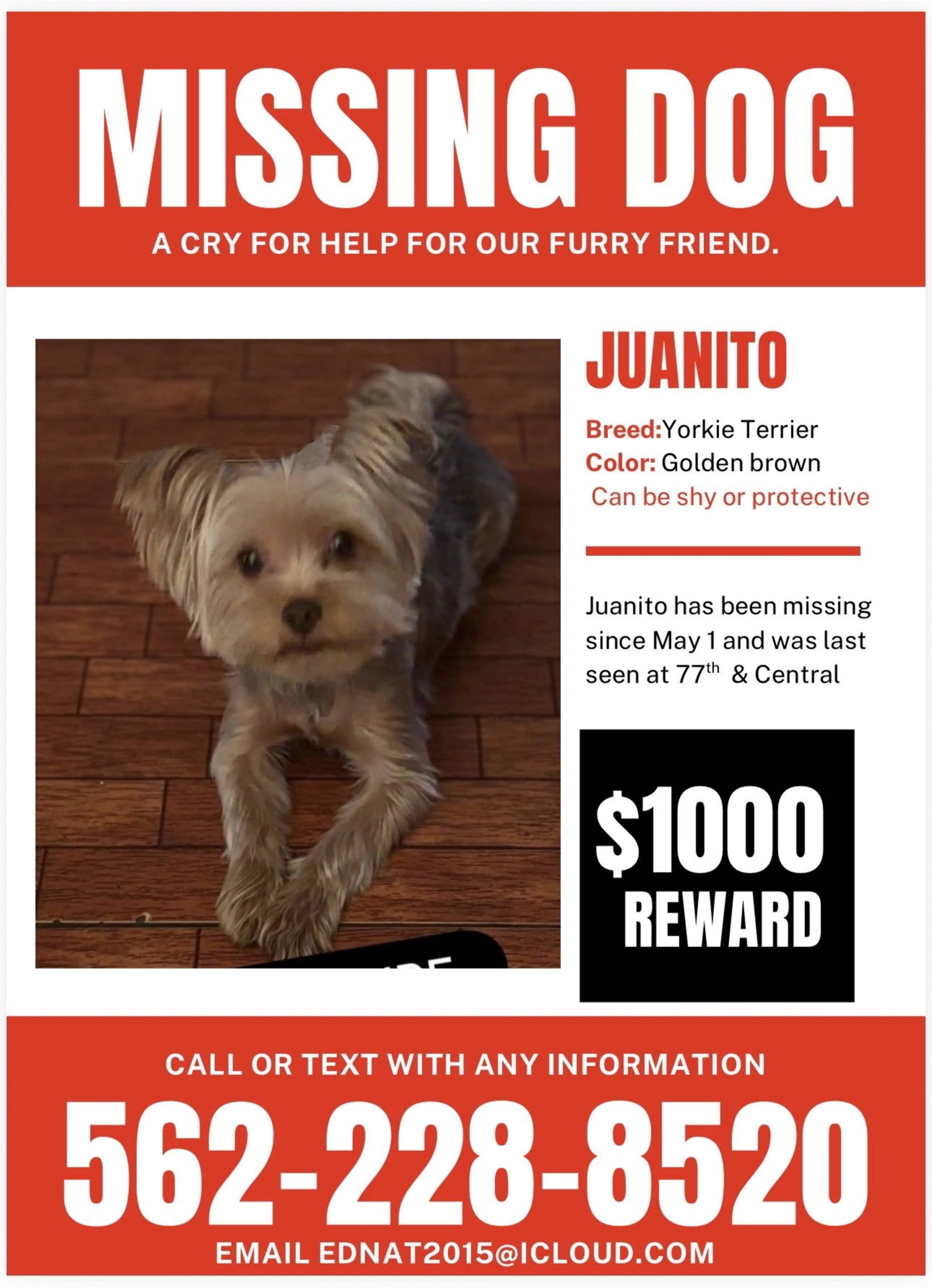 Lost pet
