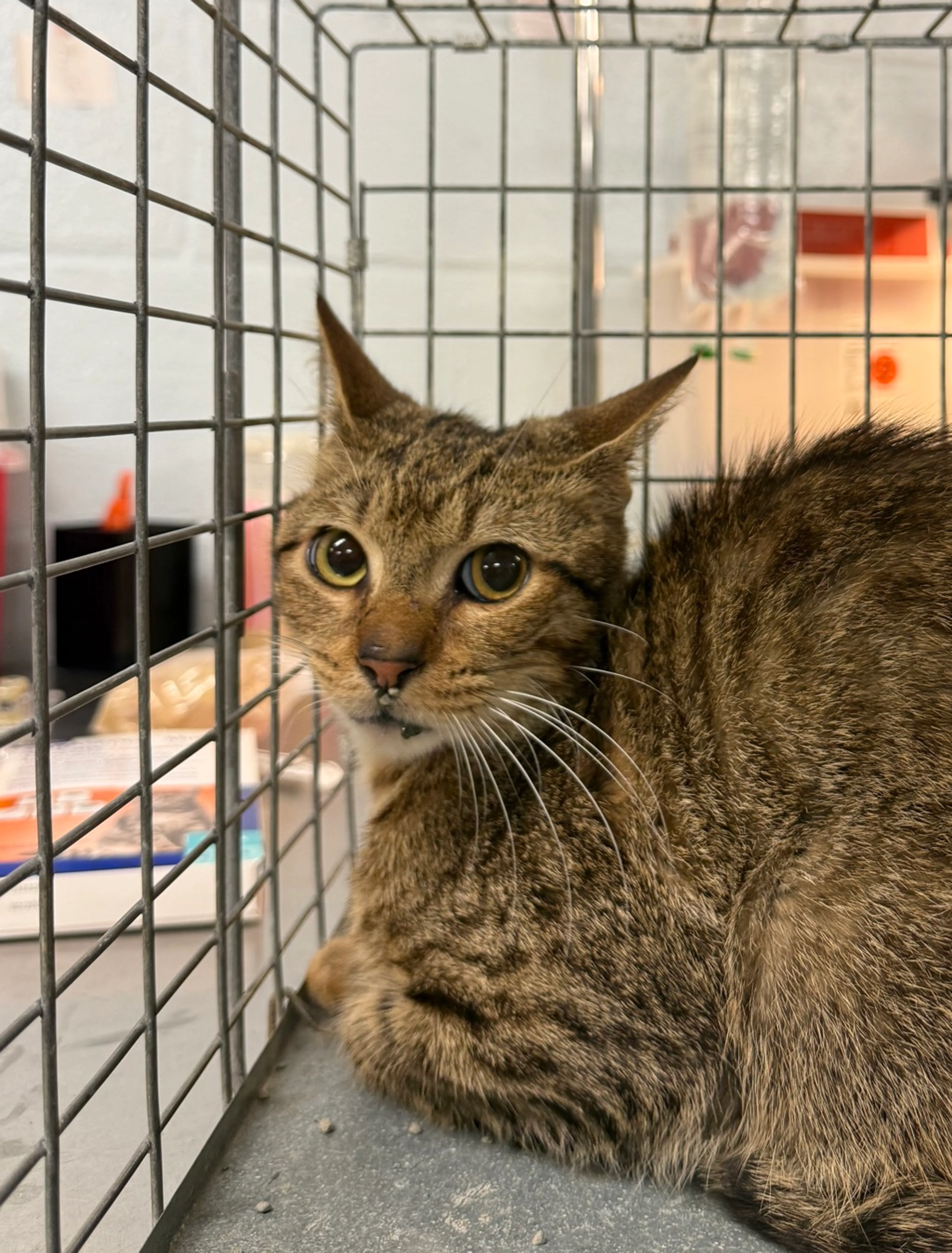 Found pet-2