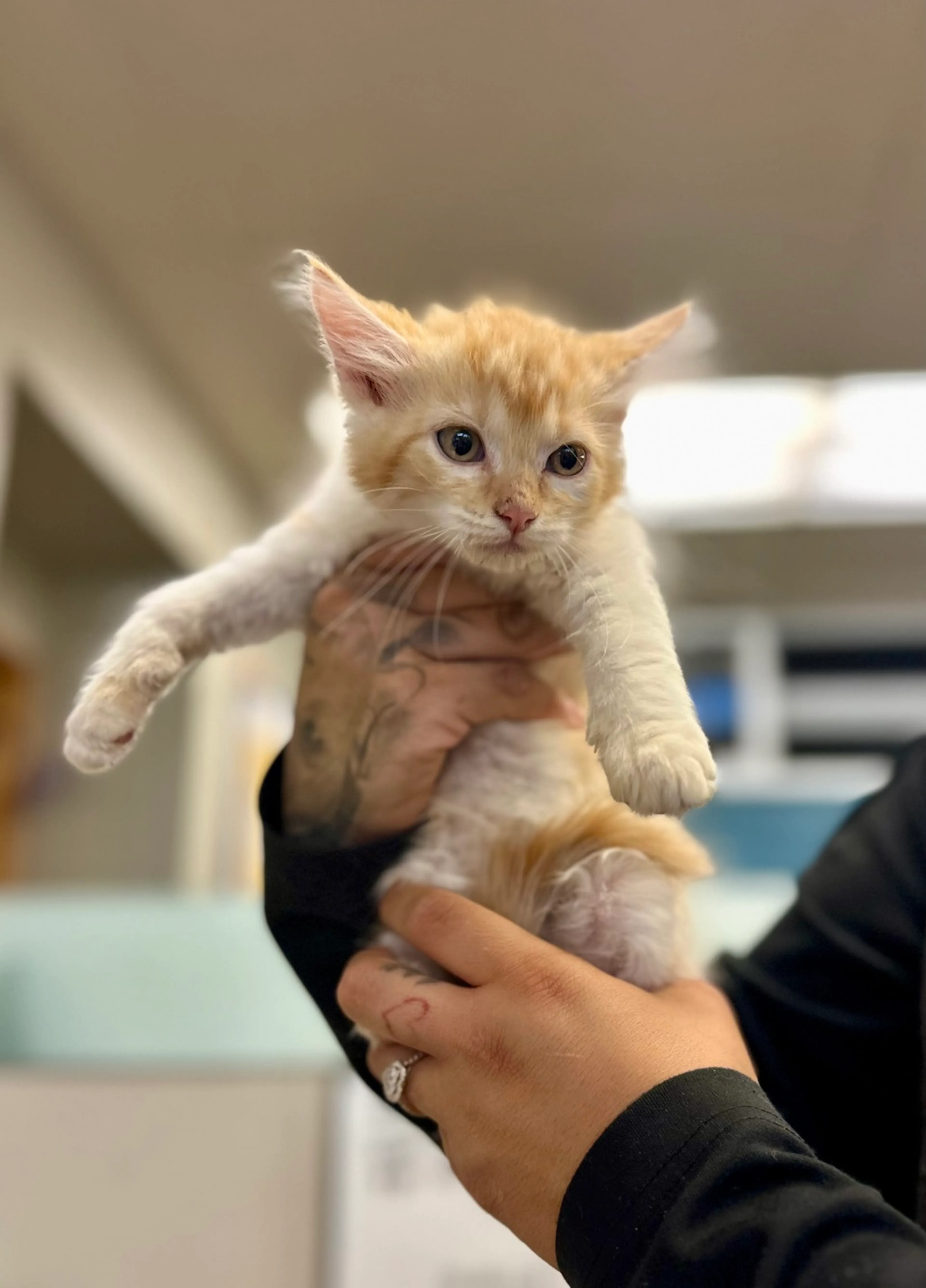 Found pet