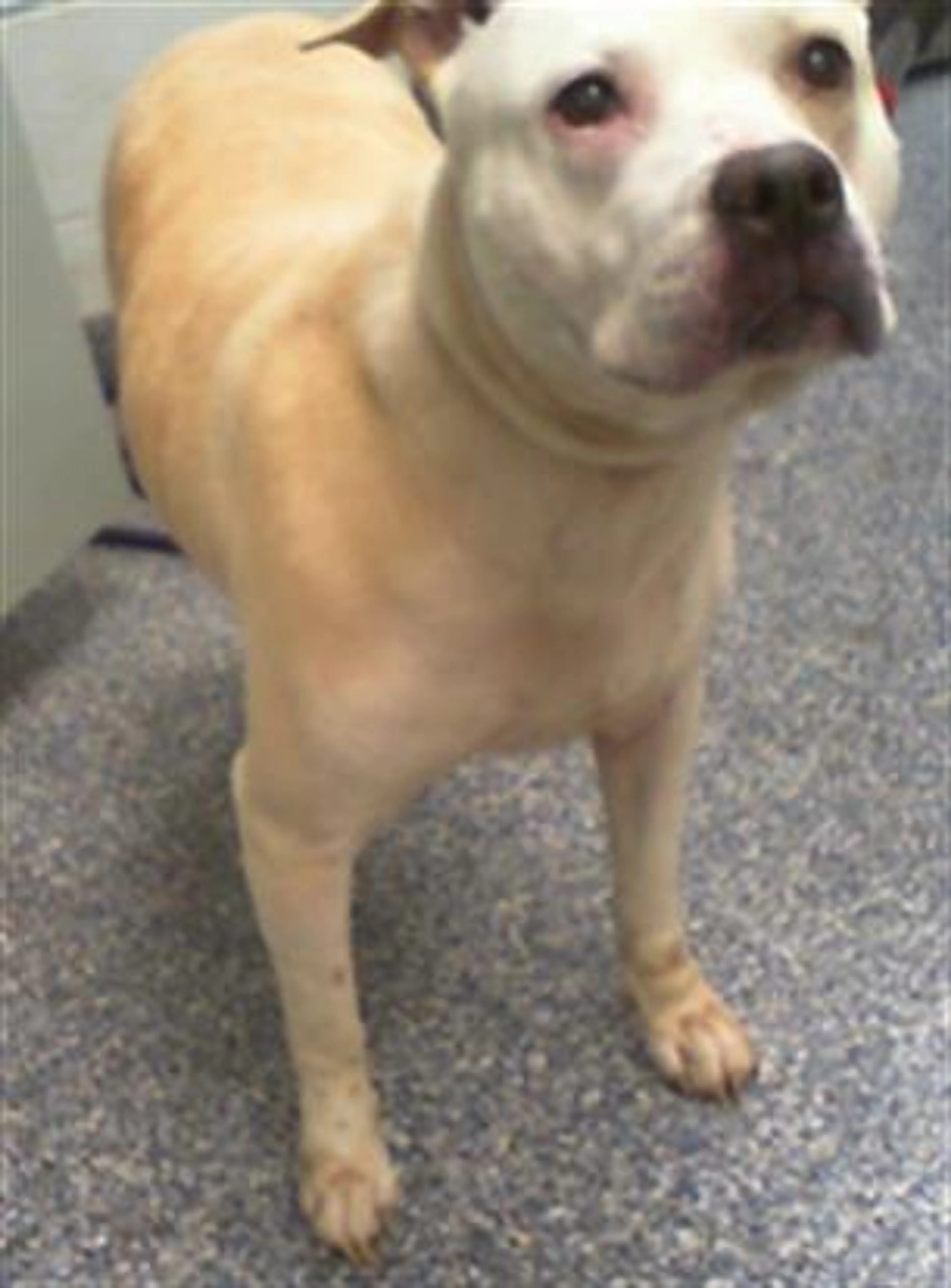 Found pet