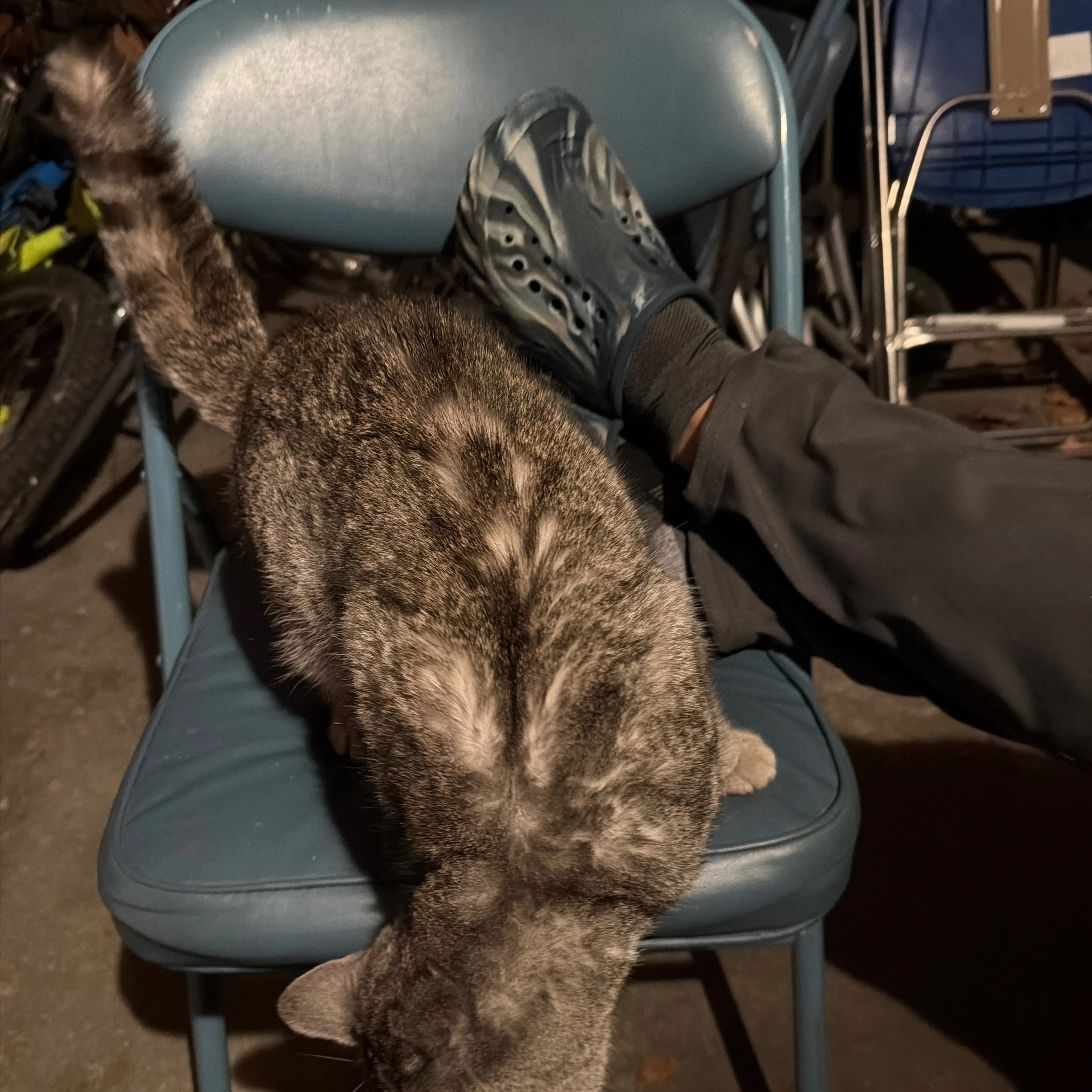 Found pet-3
