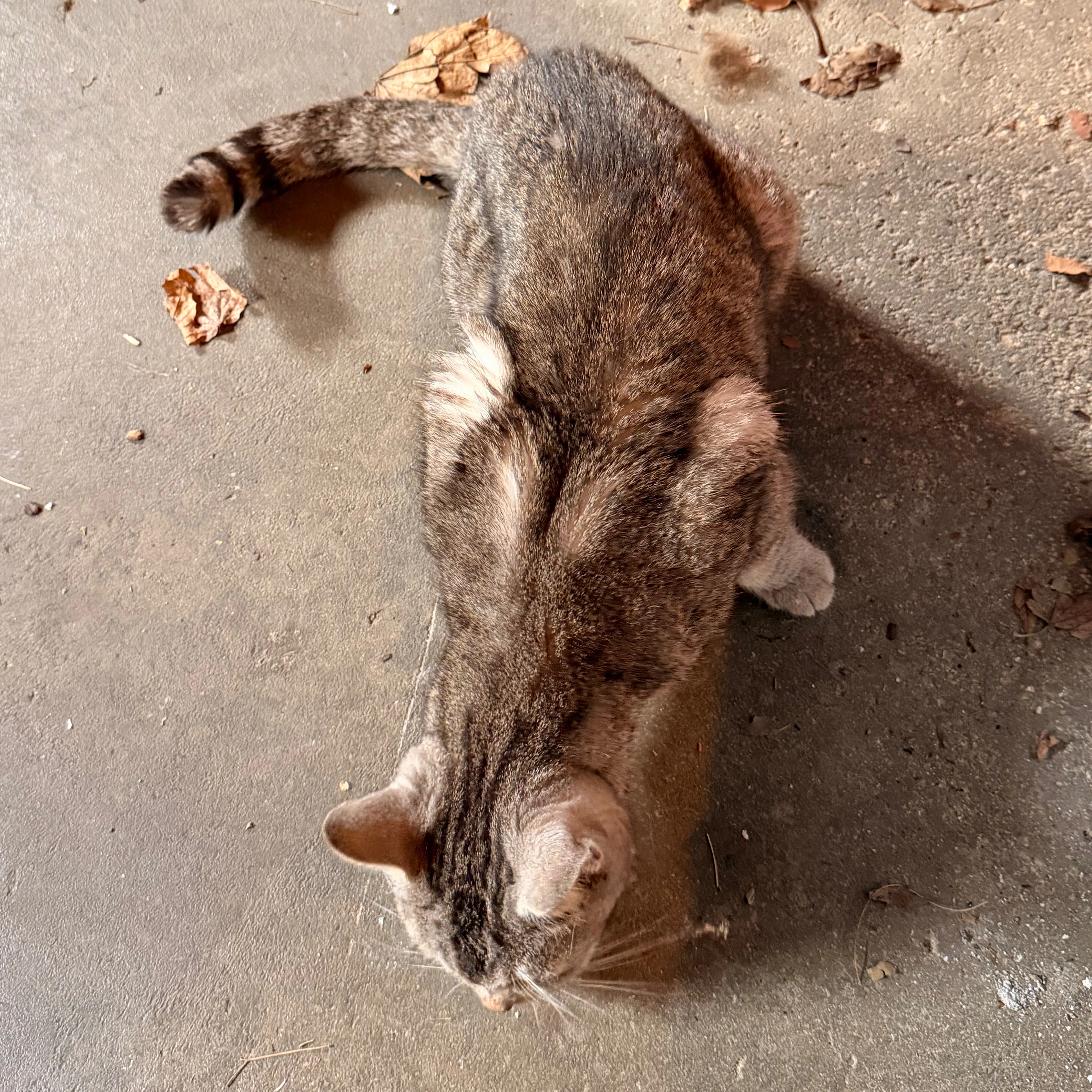 Found pet-1