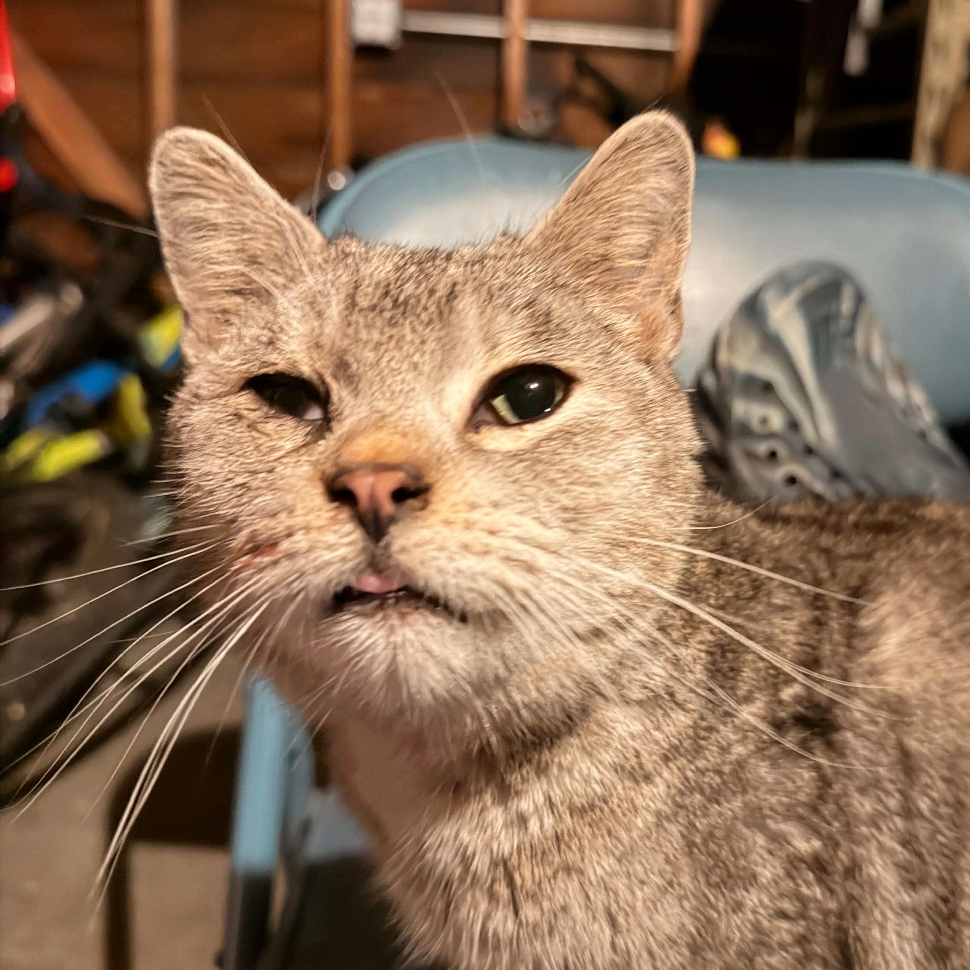 Found pet-2