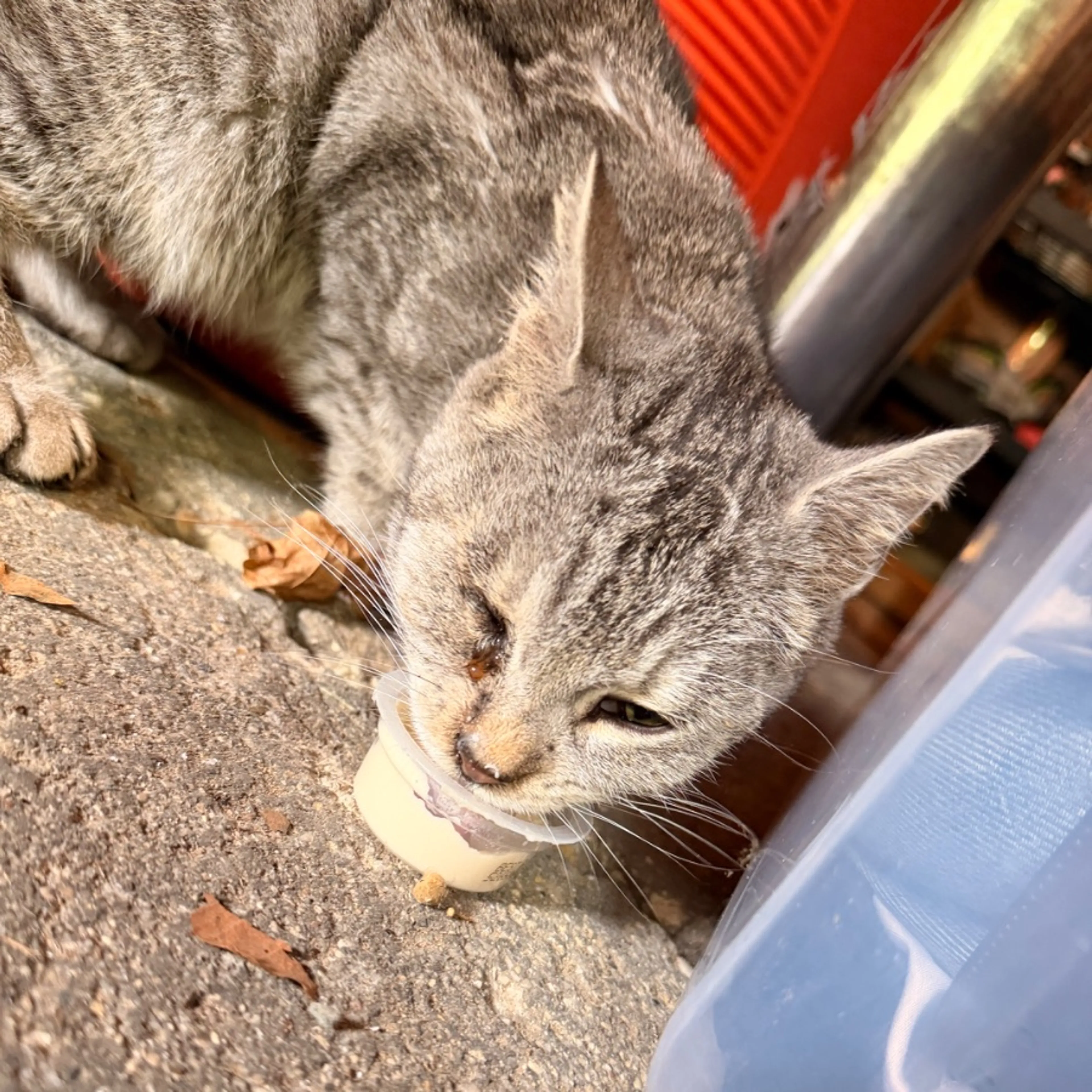 Found pet-0