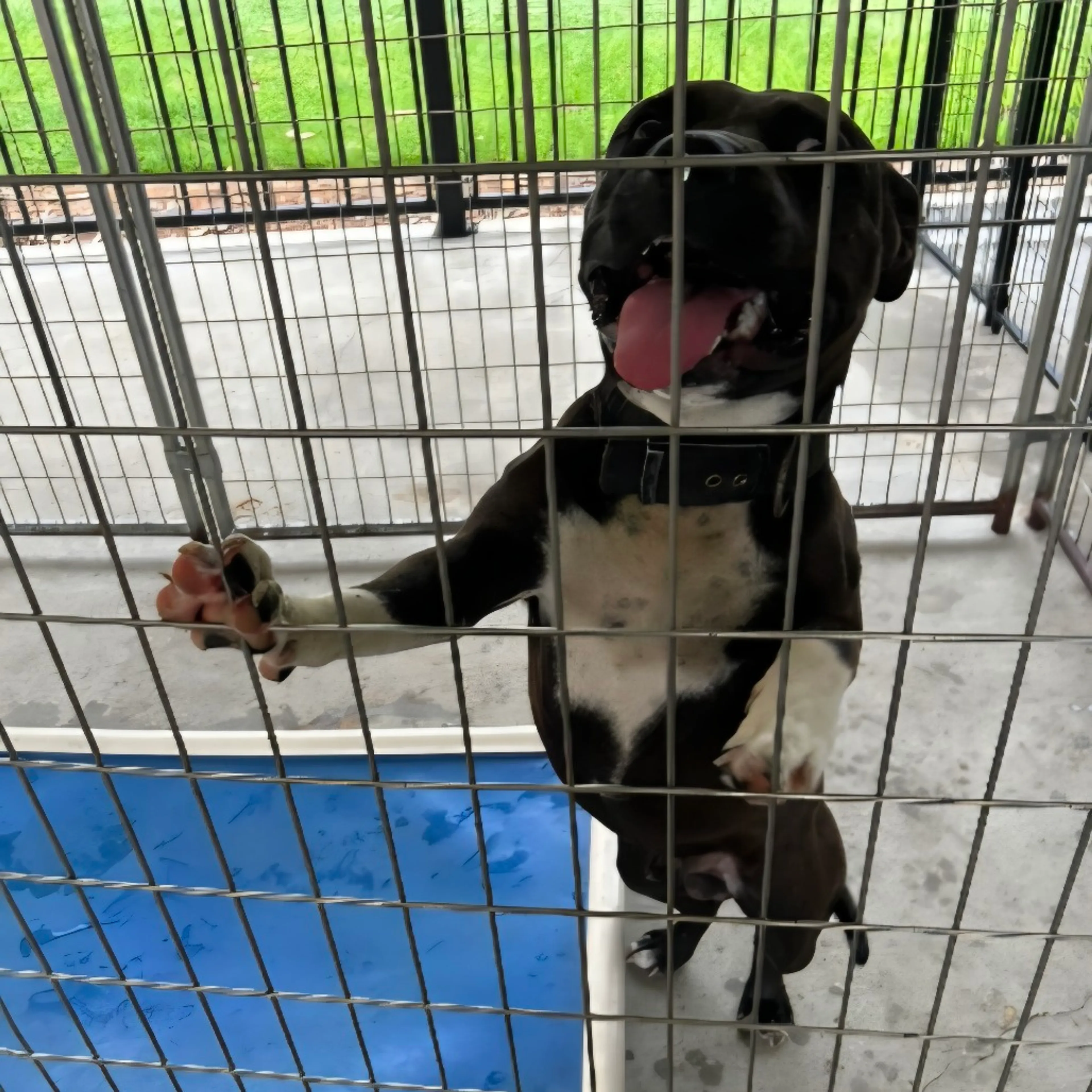 Found pet