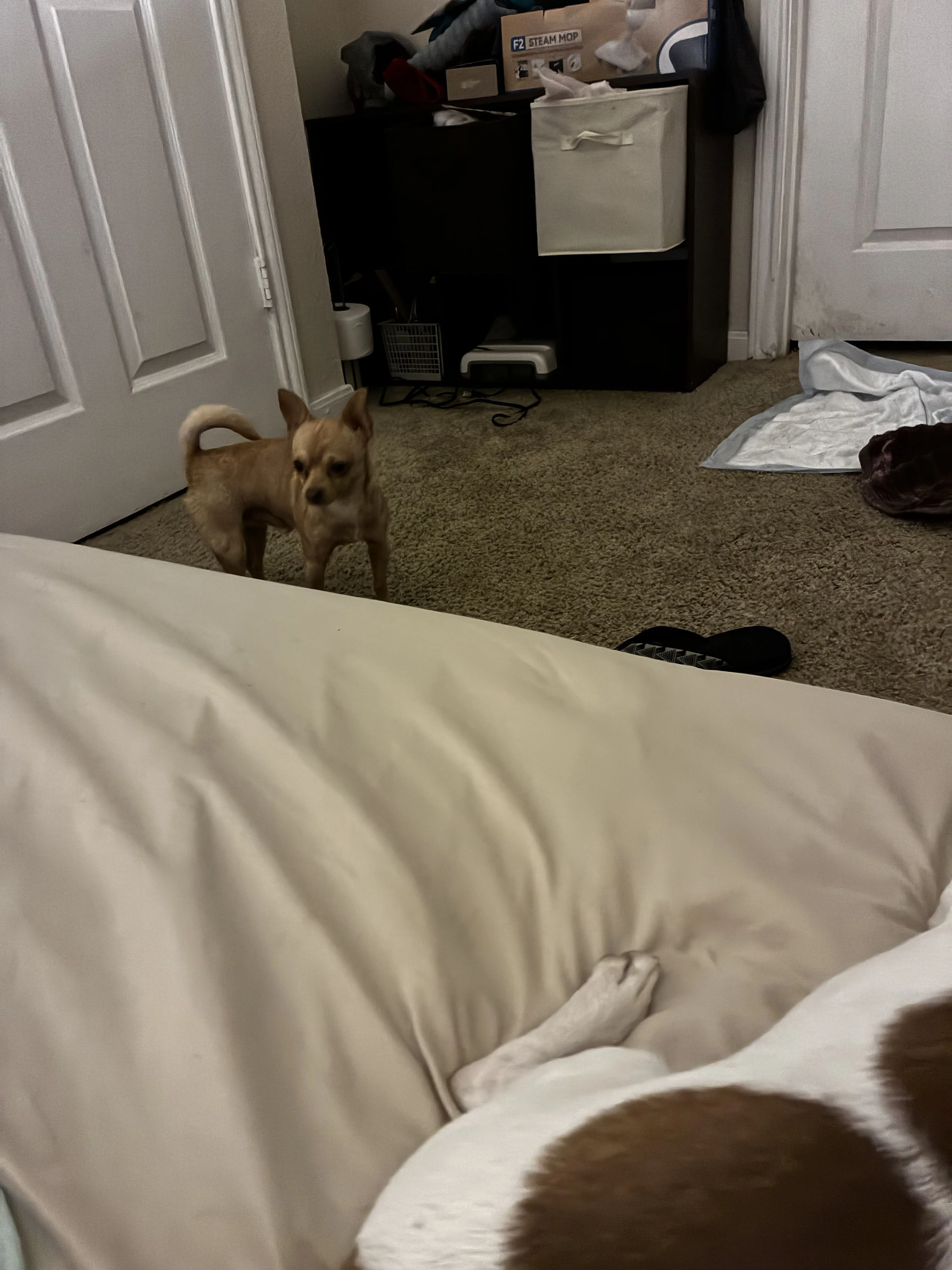 Lost pet-2