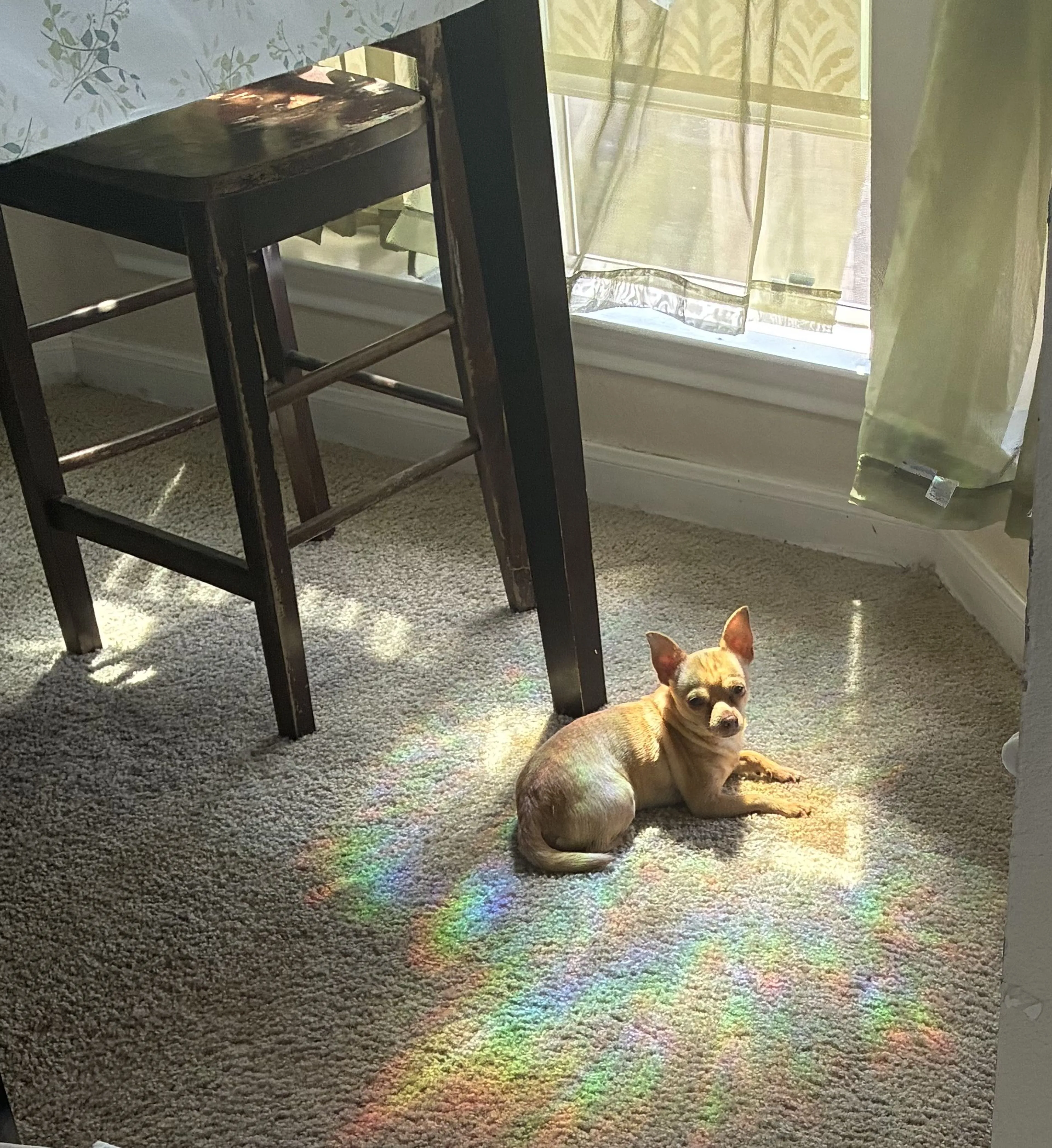 Lost pet-0