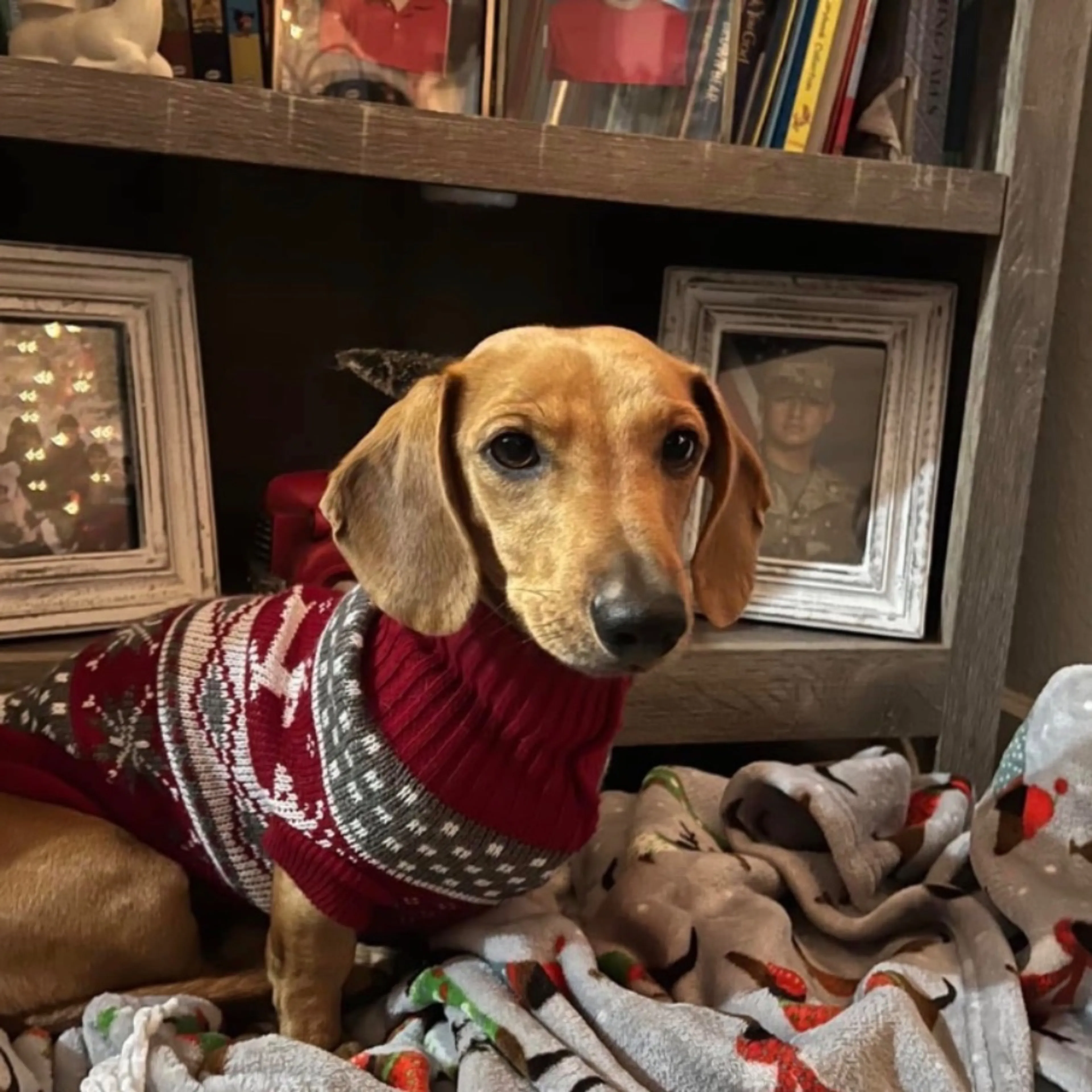 Lost pet
