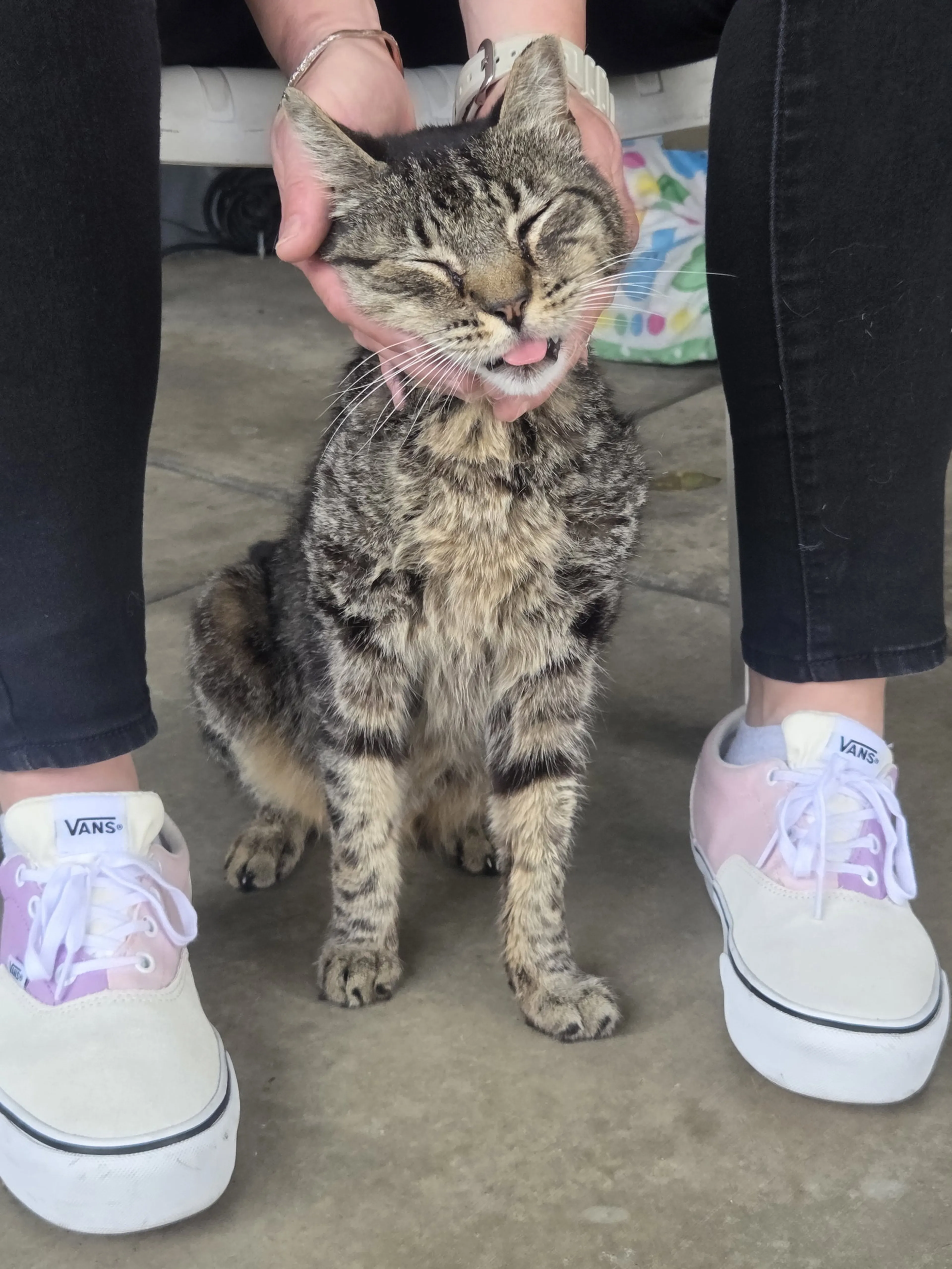 Found pet-0