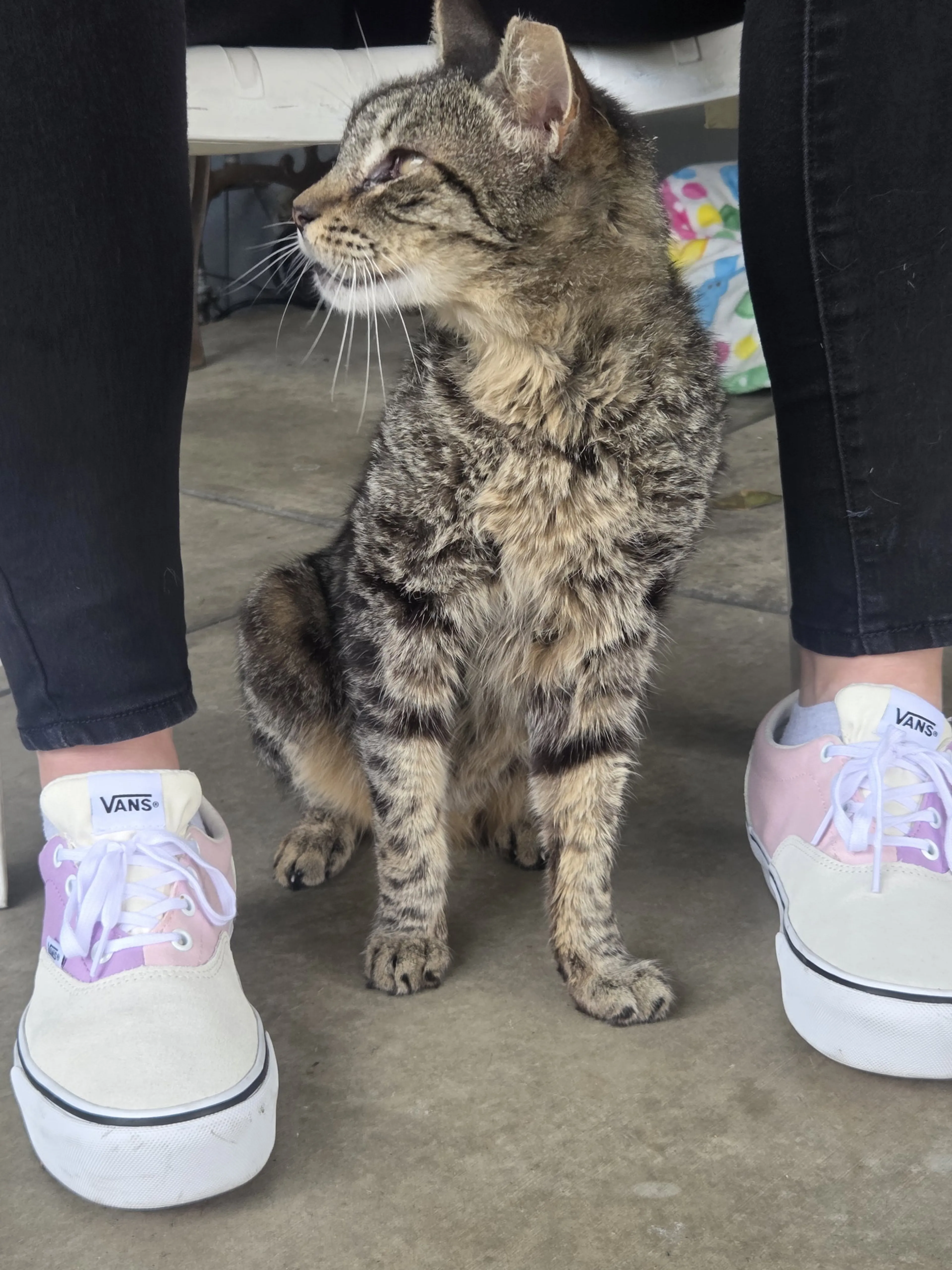 Found pet-2