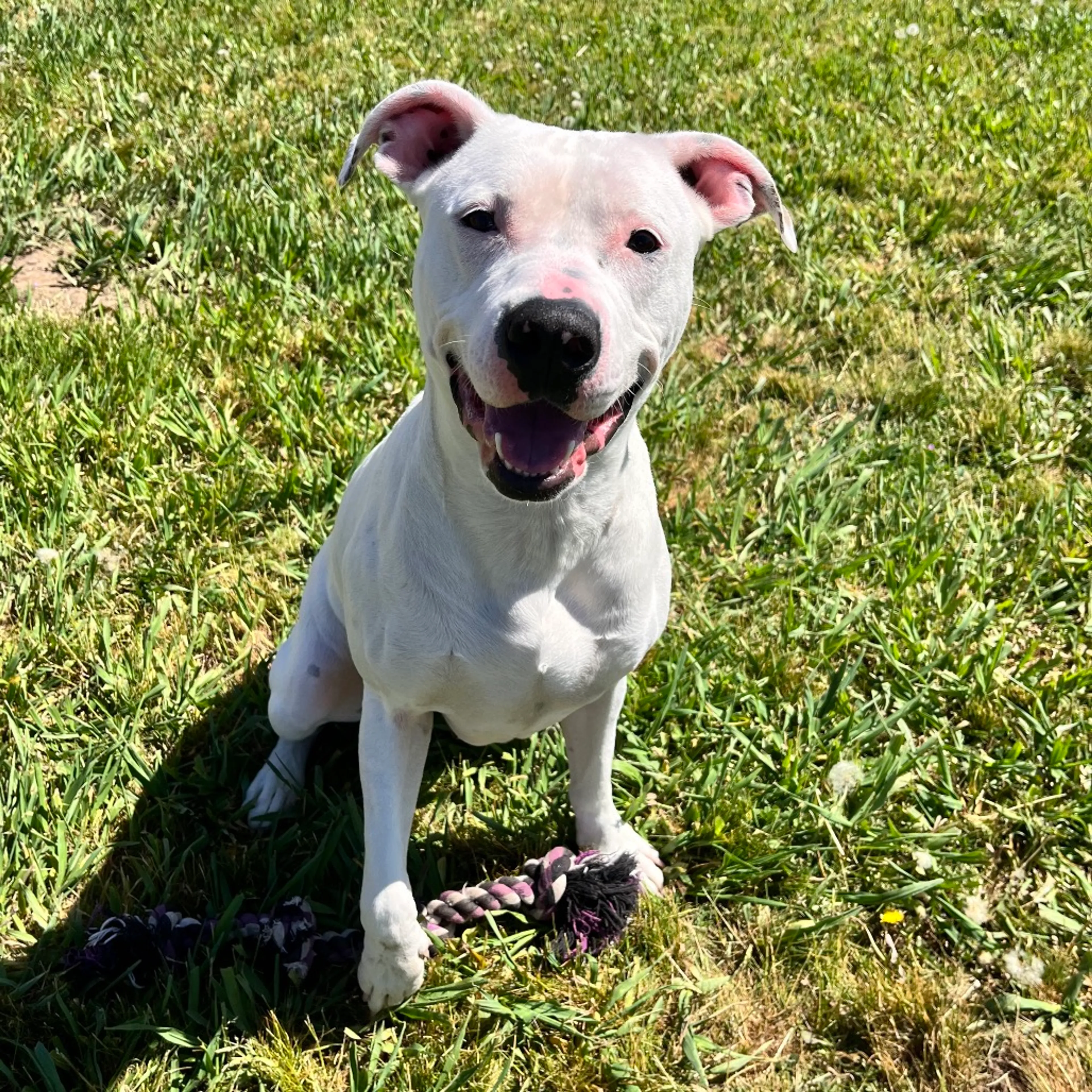 Found pet-5