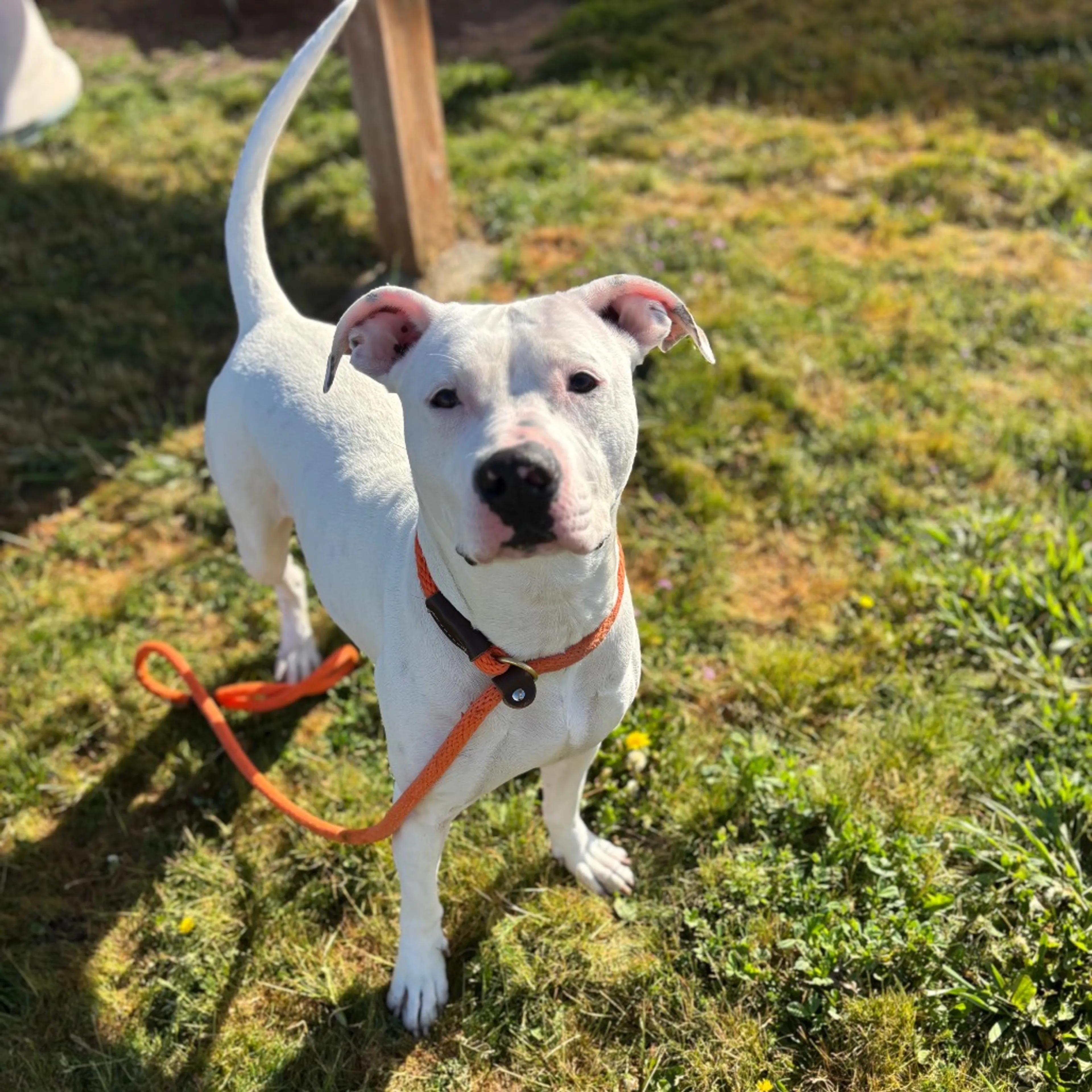 Found pet-2