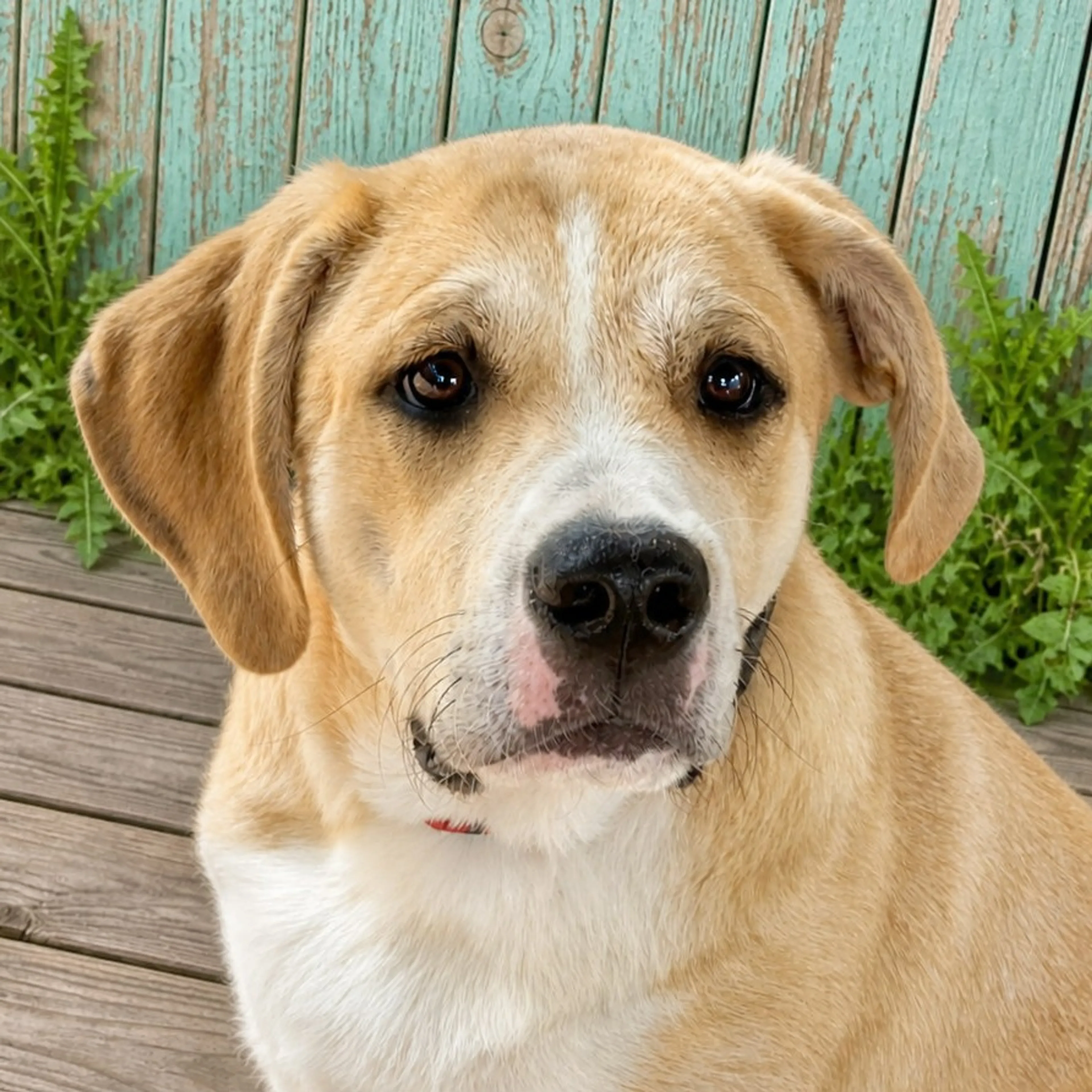 Found pet-3