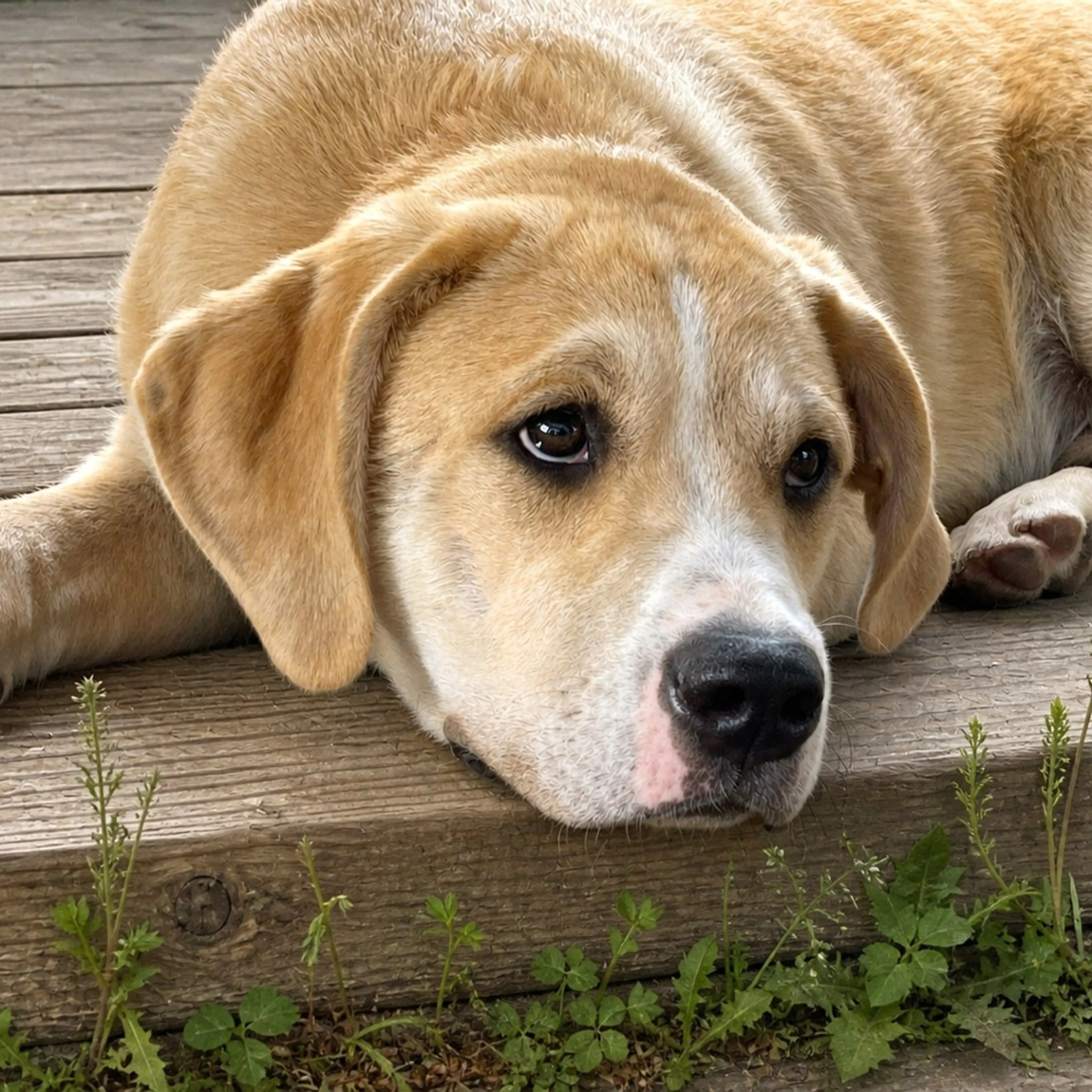 Found pet-2