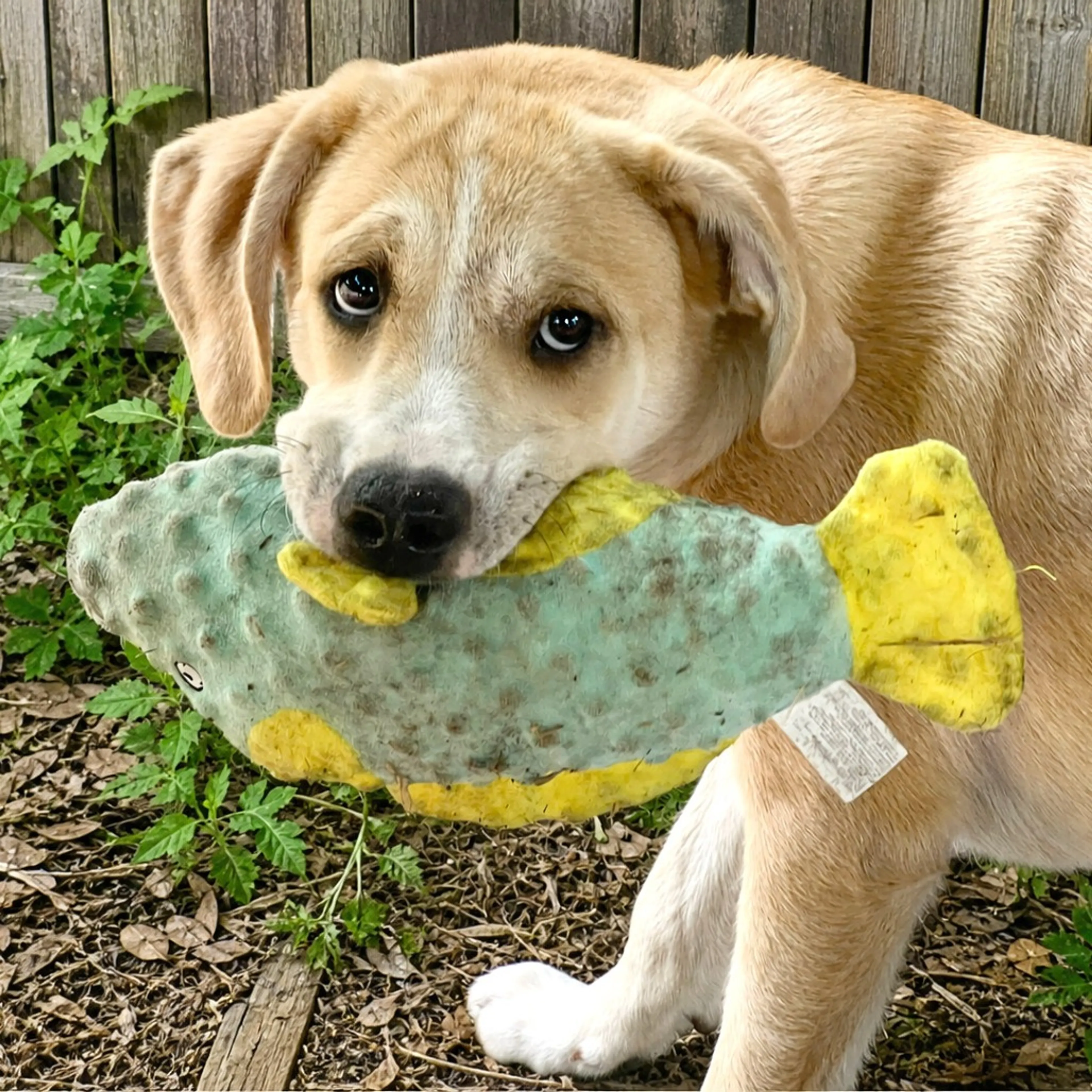 Found pet-1