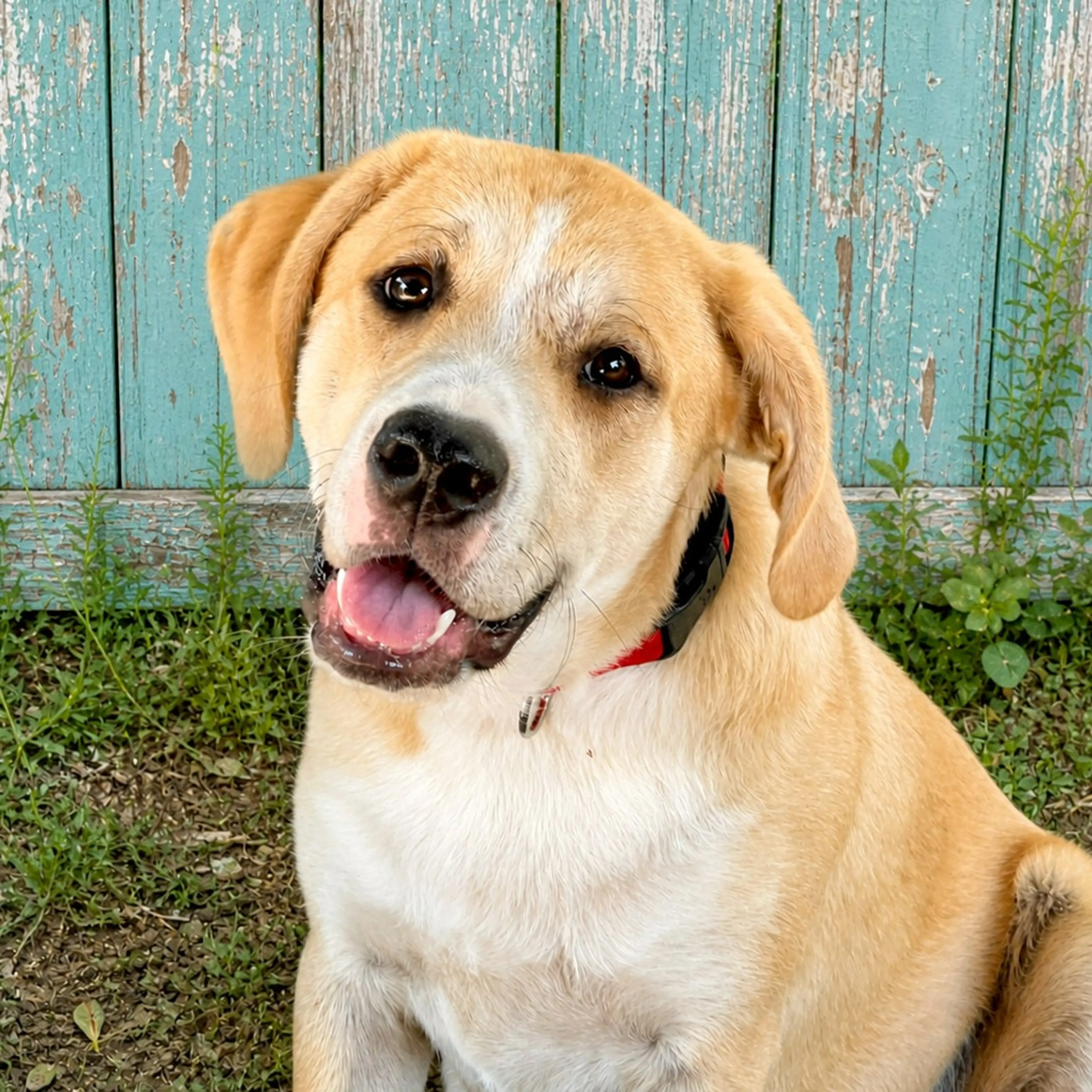 Found pet-4