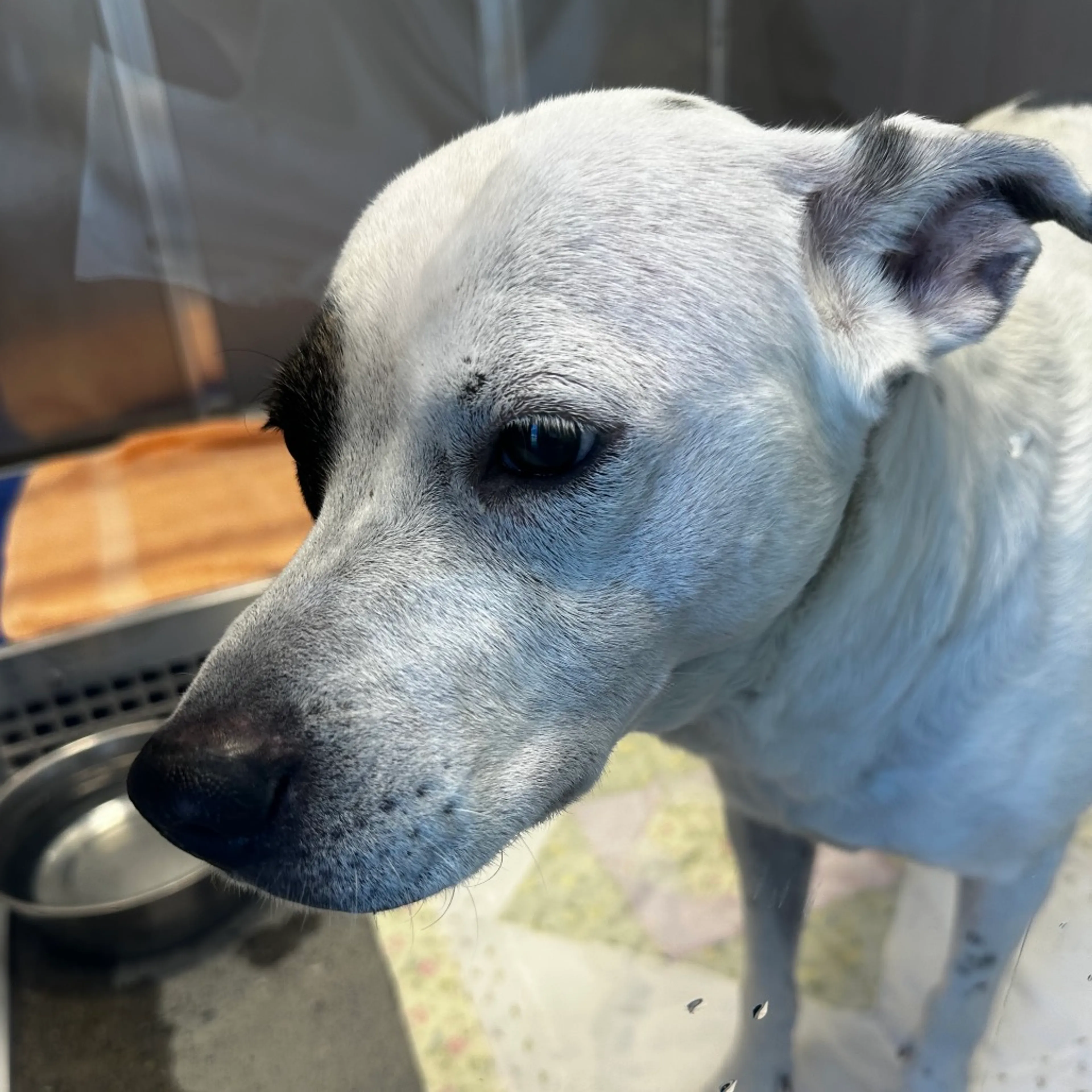 Found pet