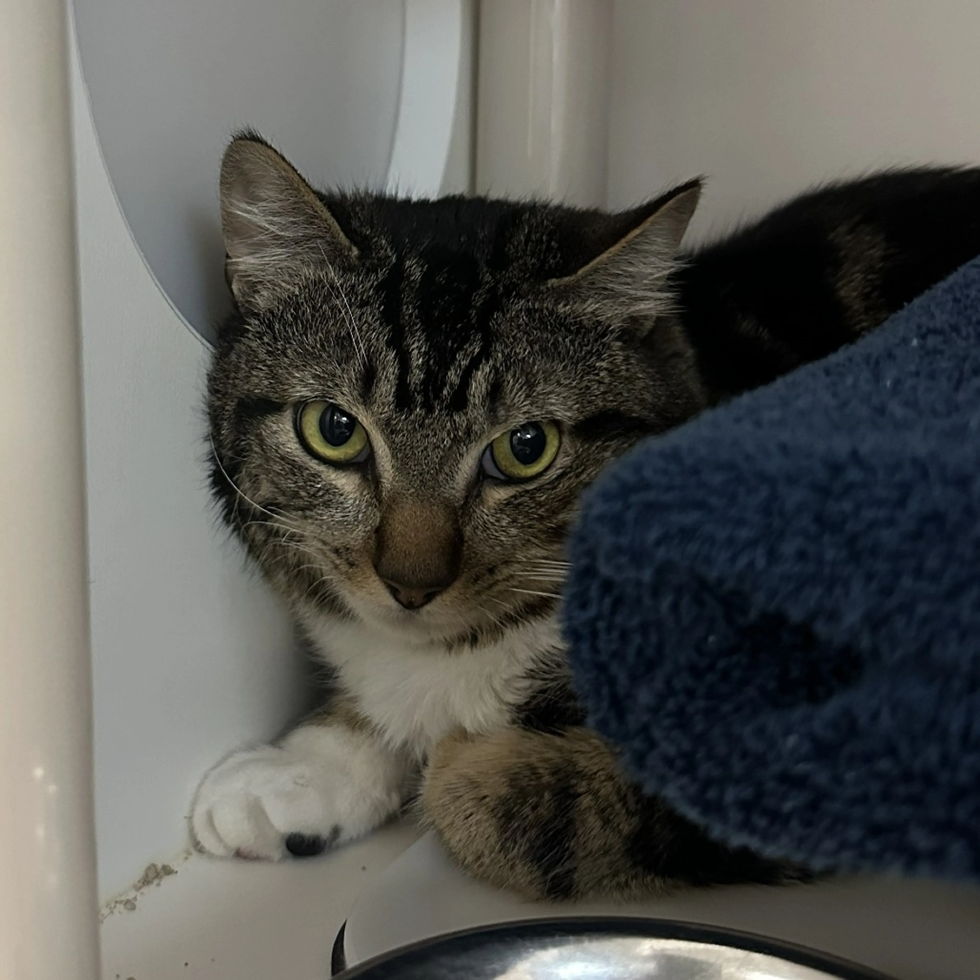 Found pet-1