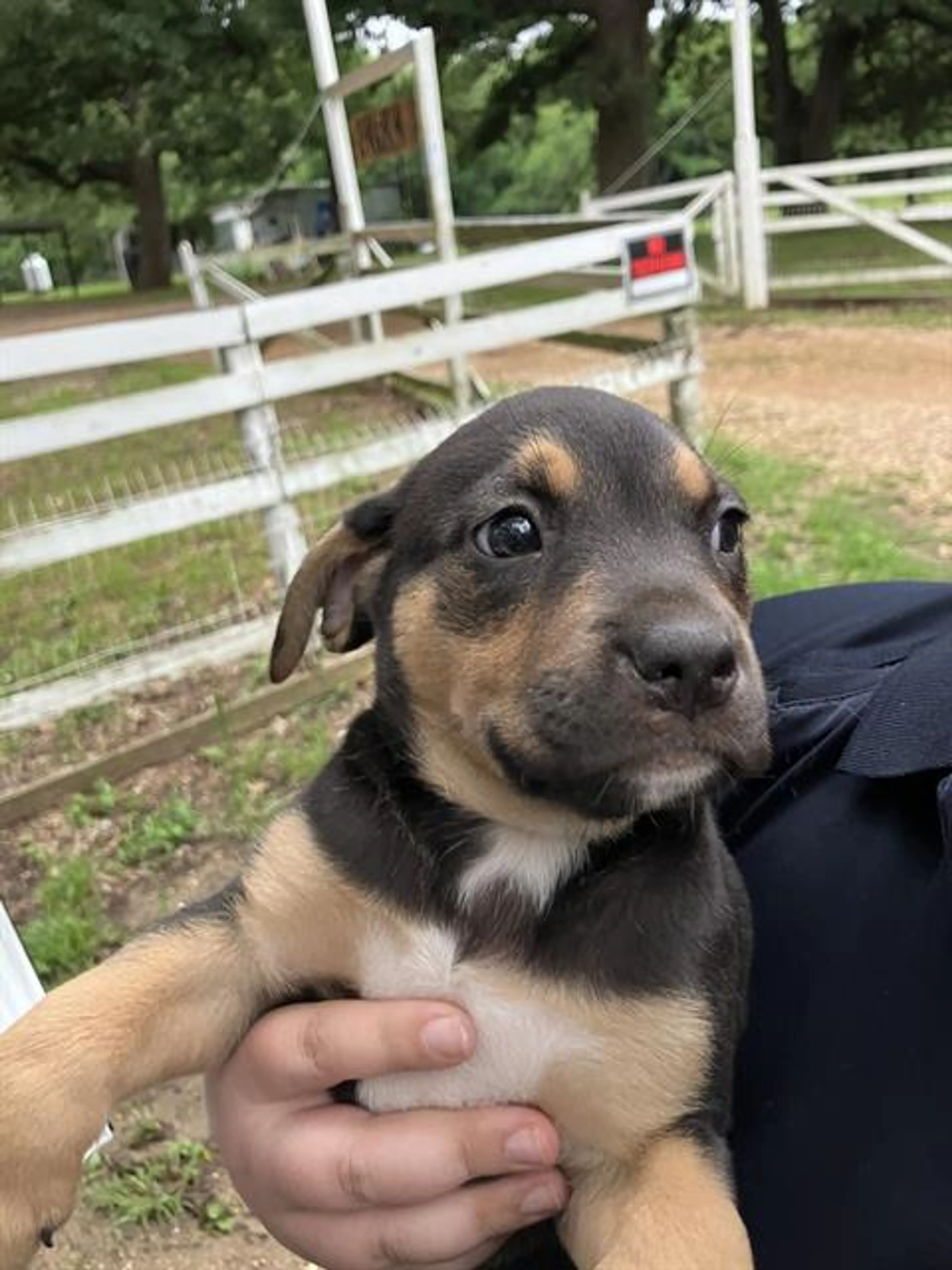 Found pet