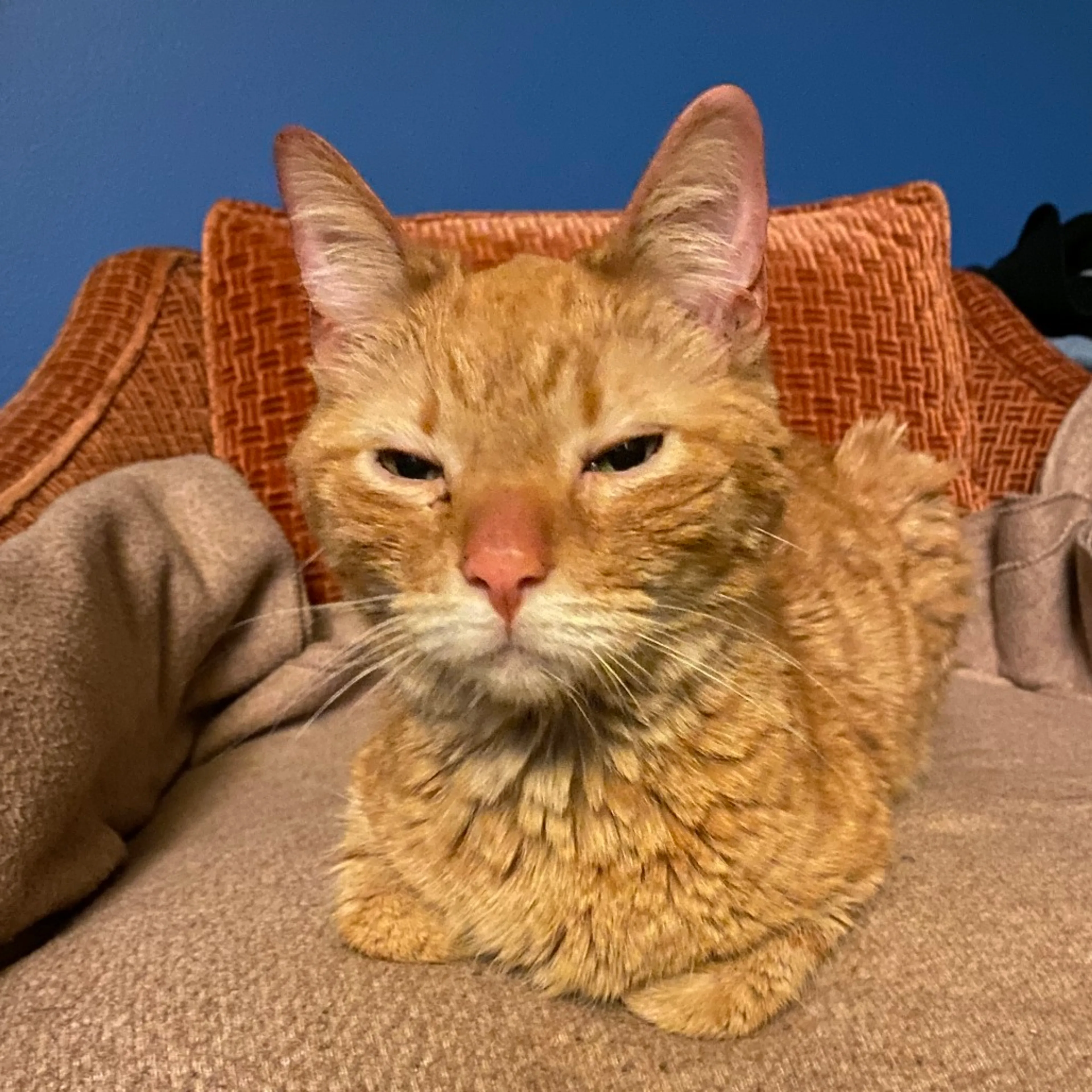Found pet-2