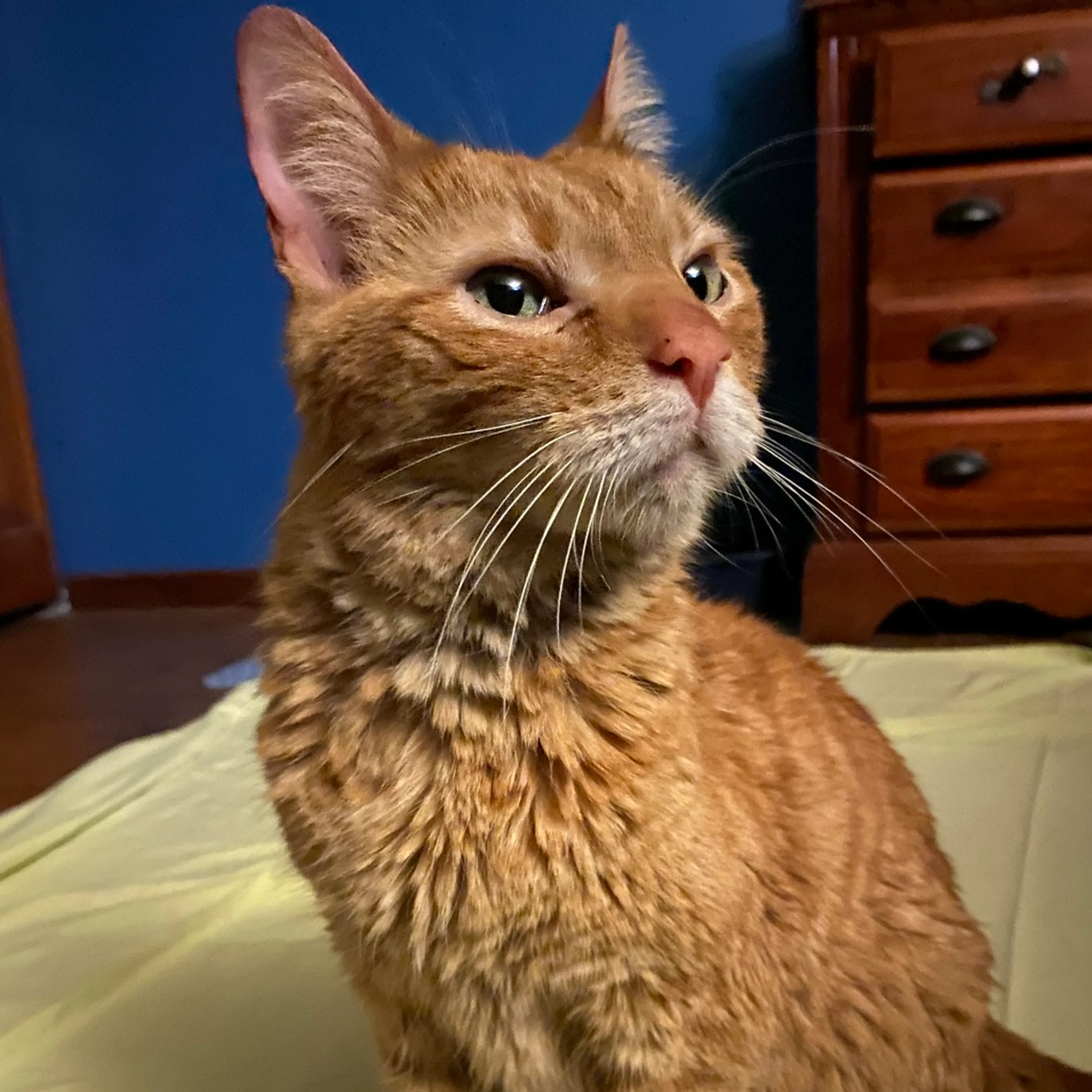 Found pet-1