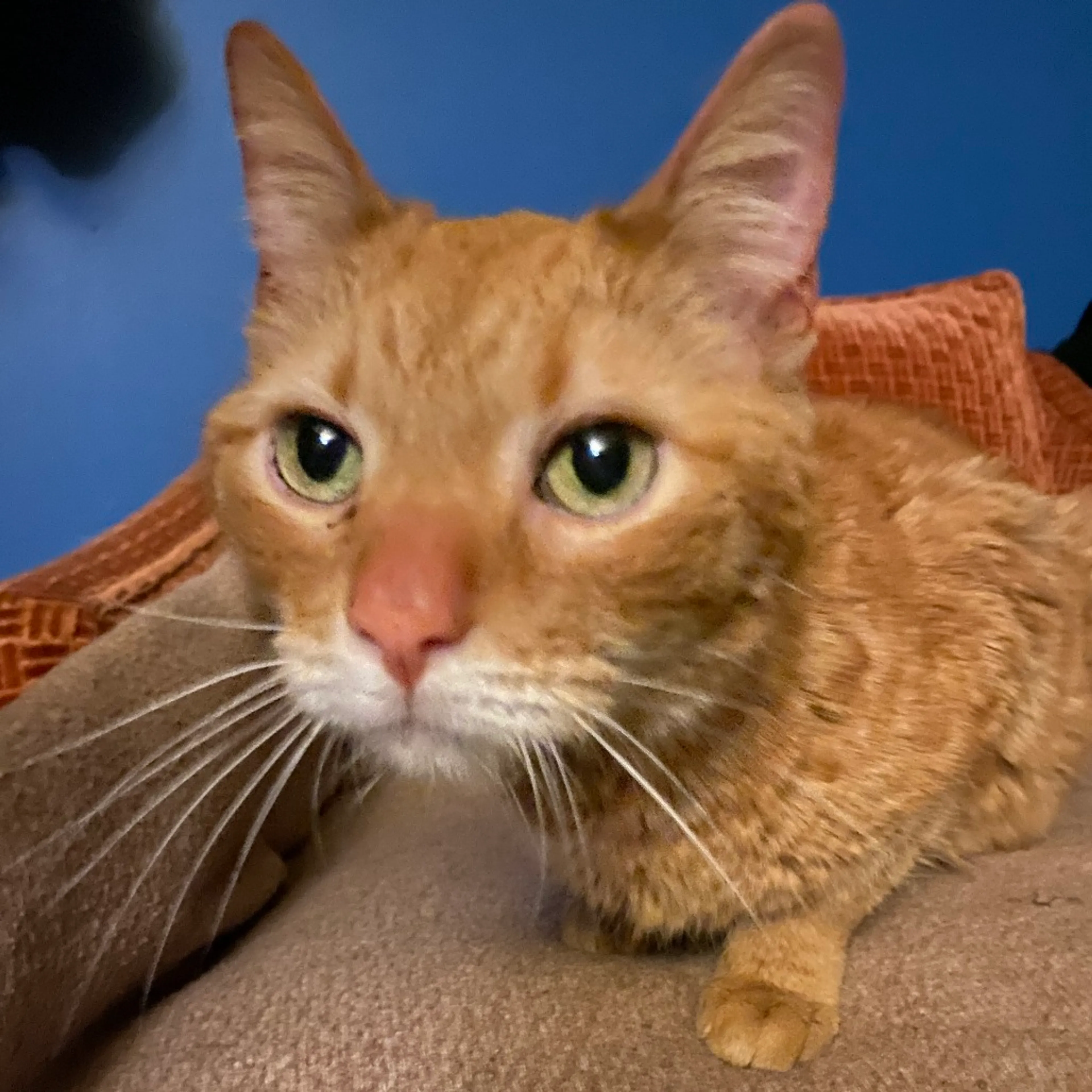 Found pet-0