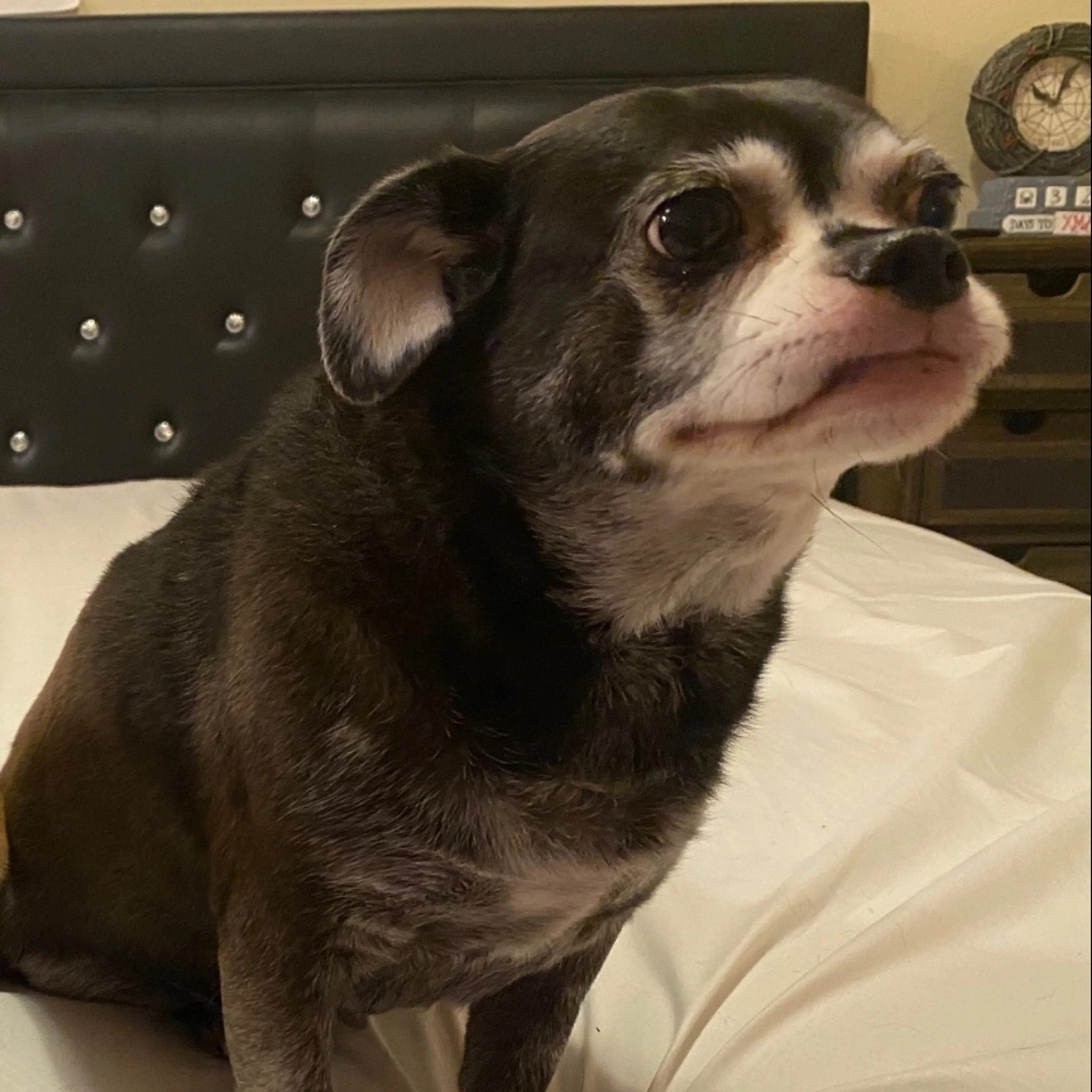 Lost pet