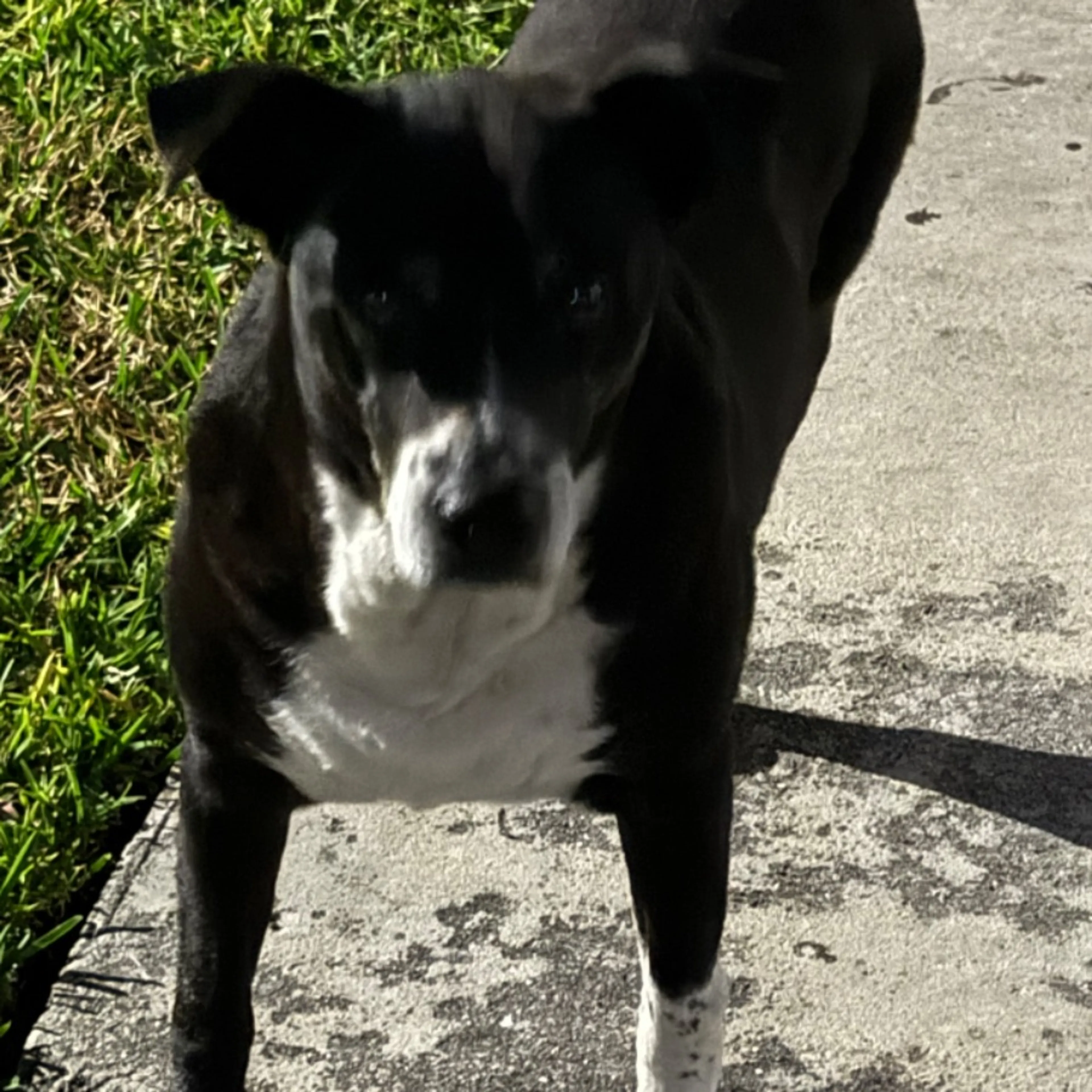 Found pet
