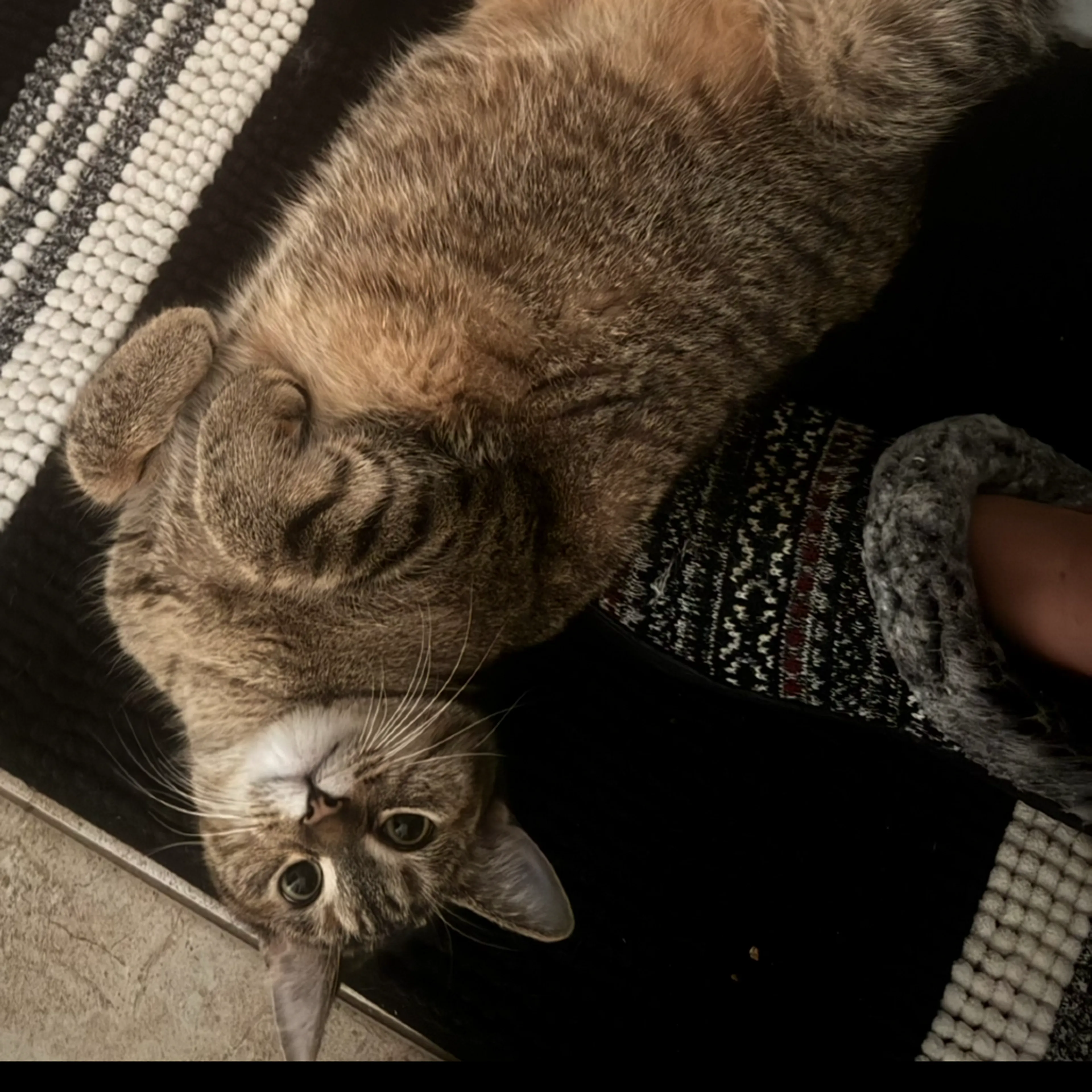 Found pet-0