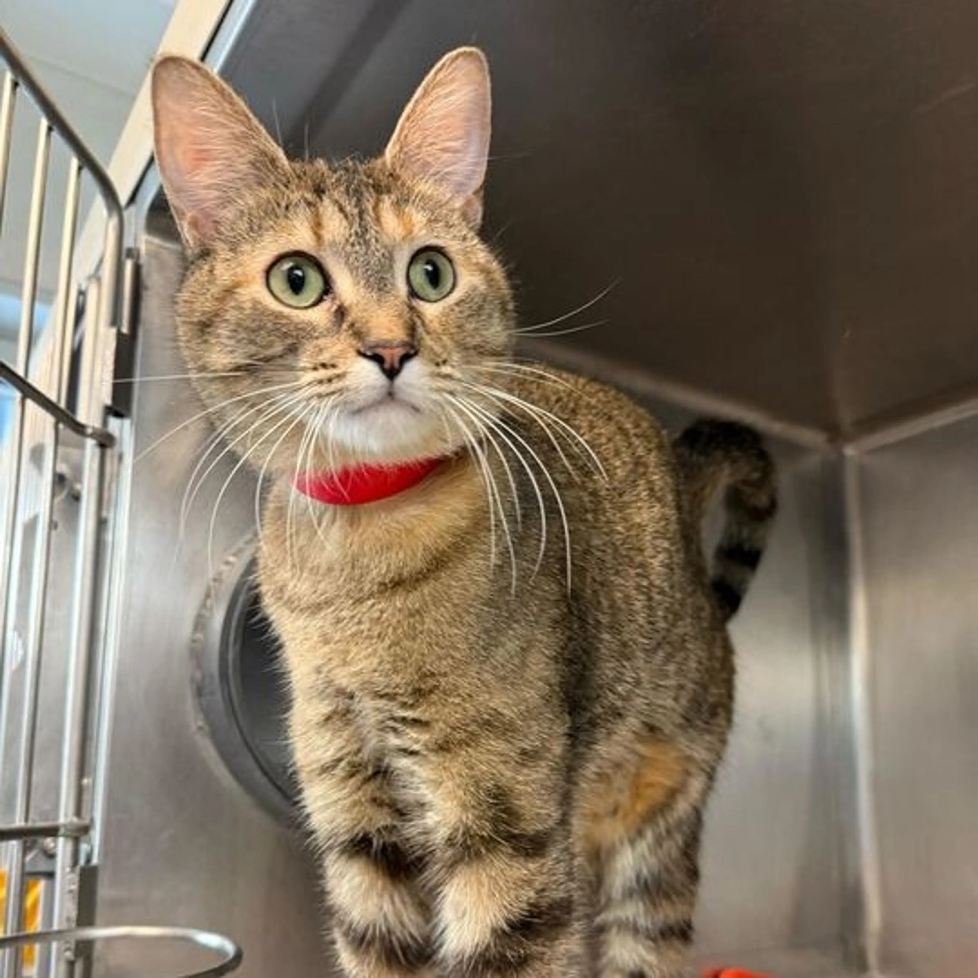 Found pet-1