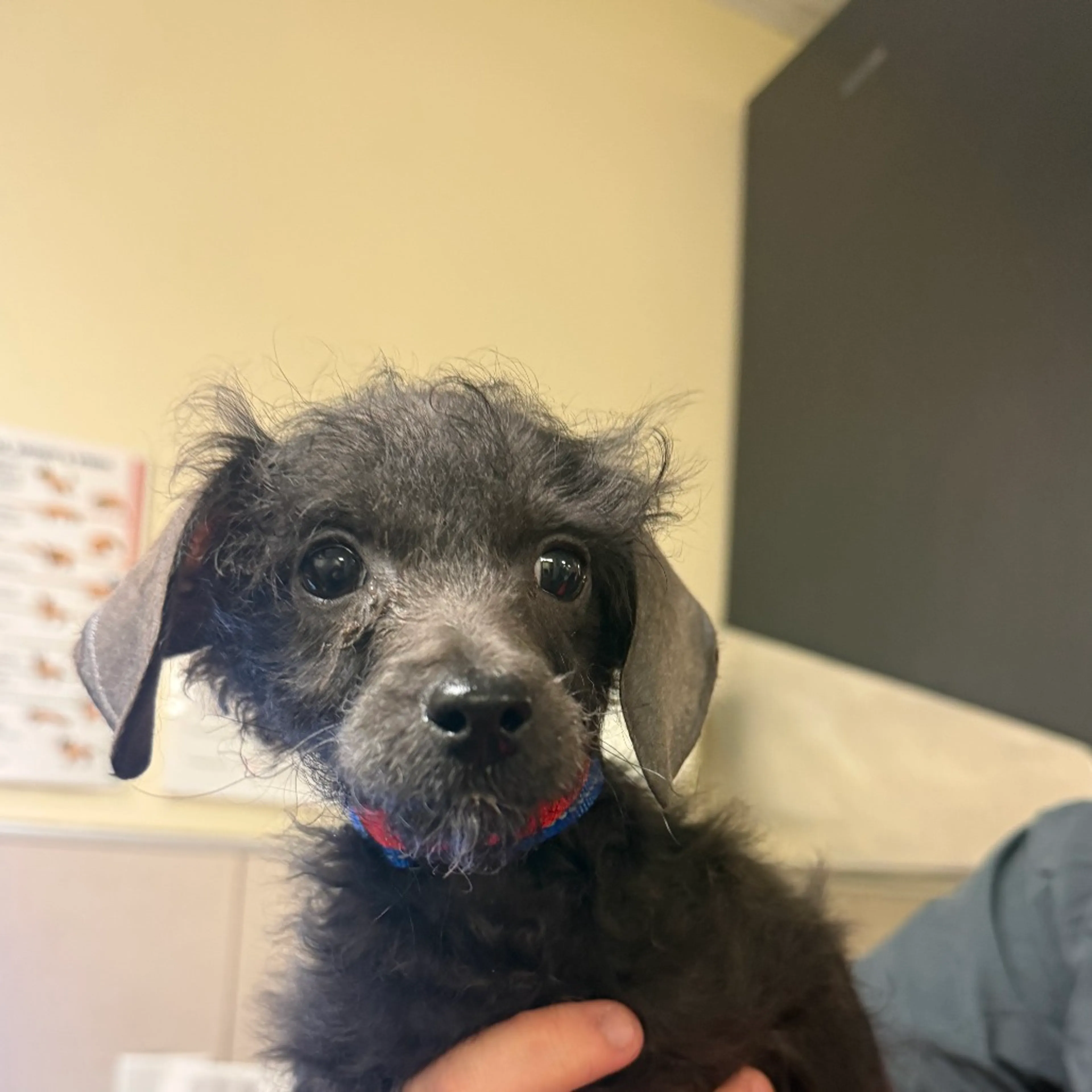 Found pet-1