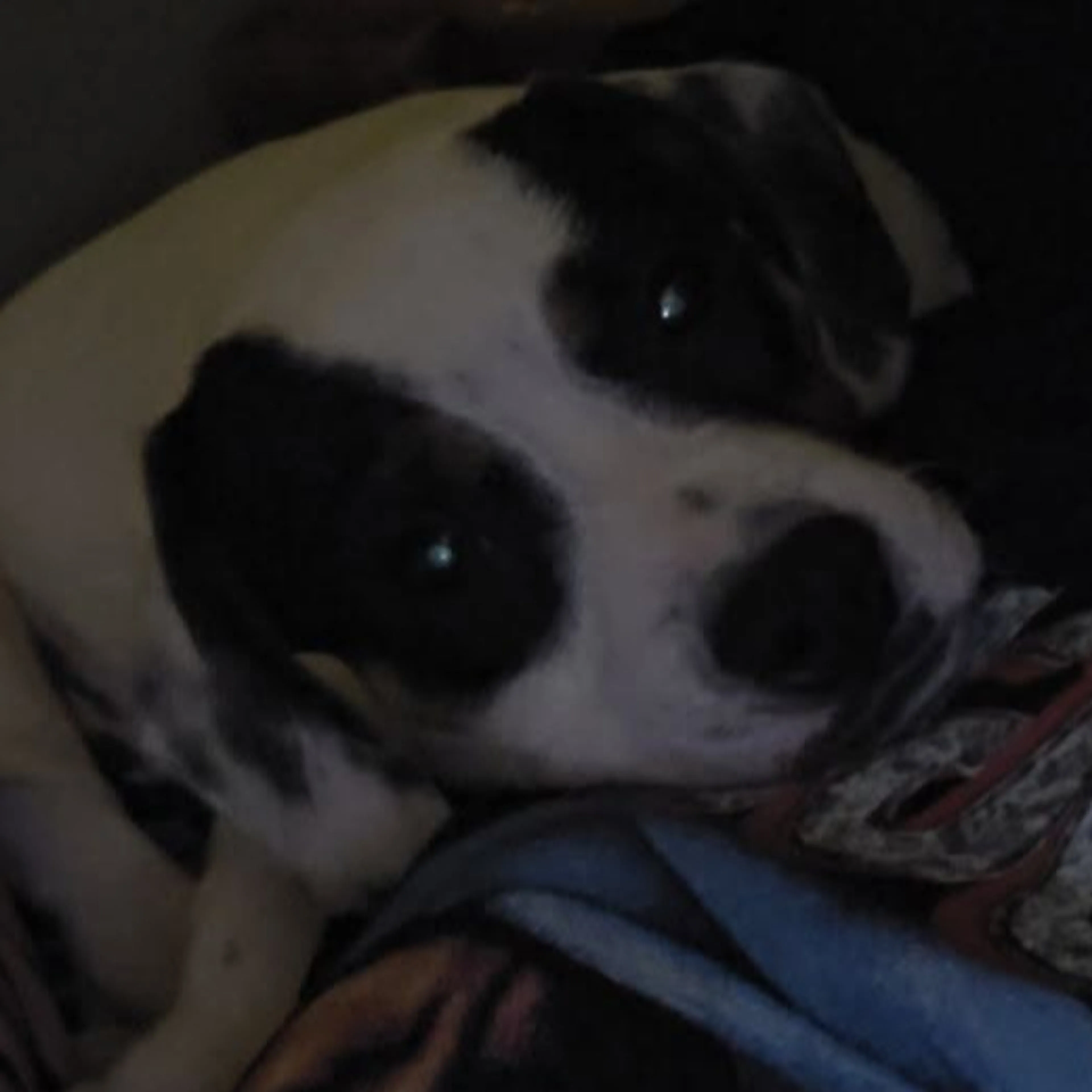 Found pet-1