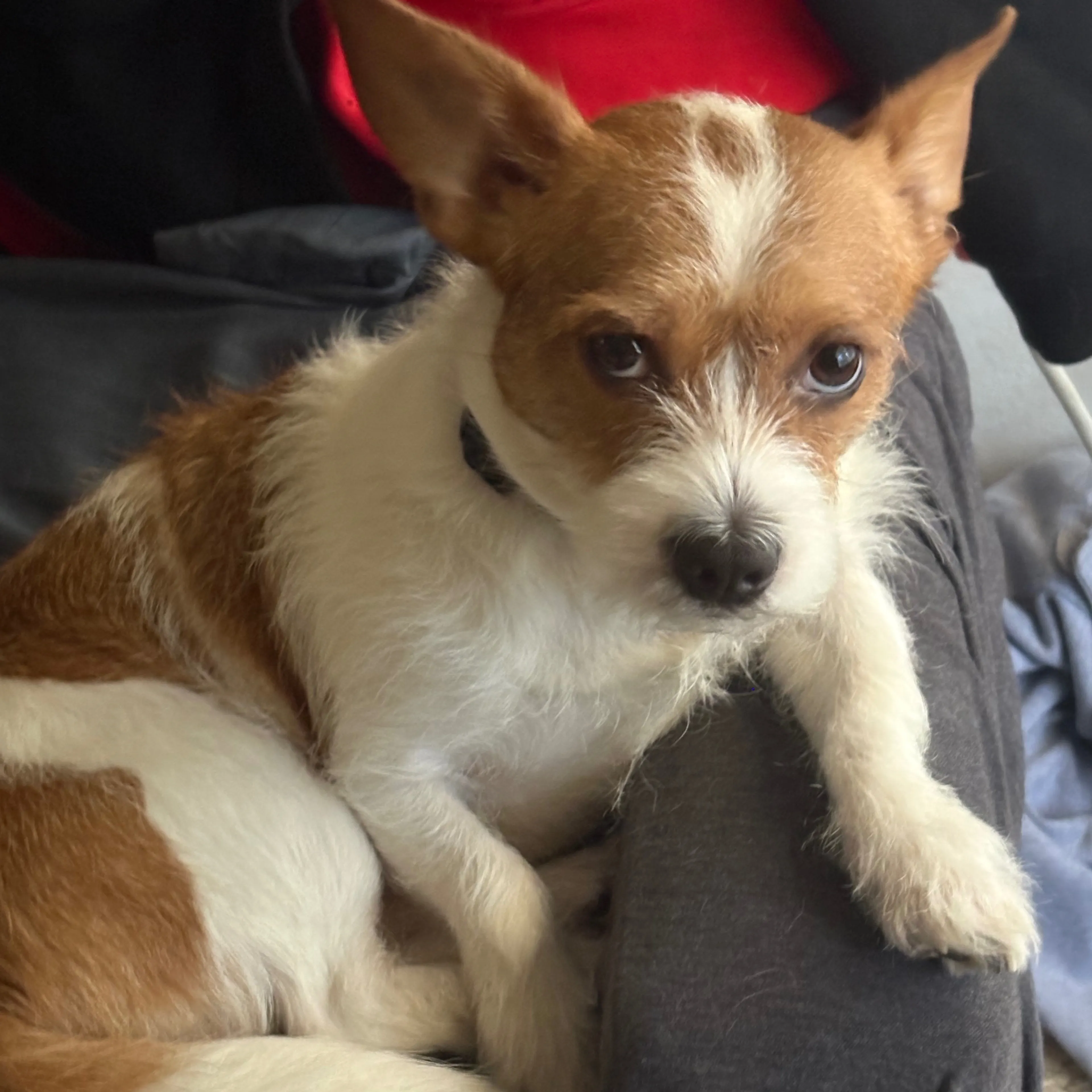 Lost pet-2