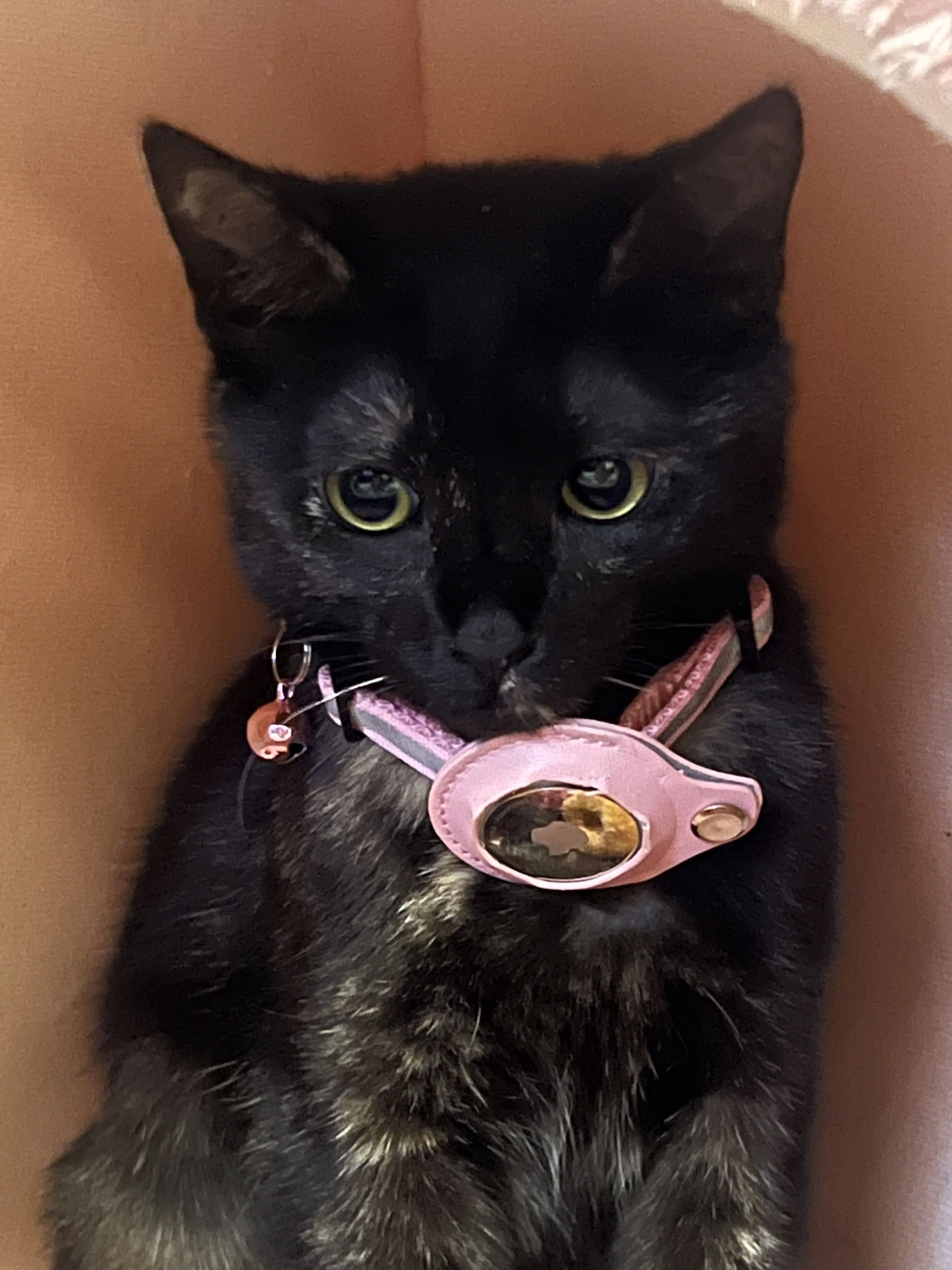 Lost pet