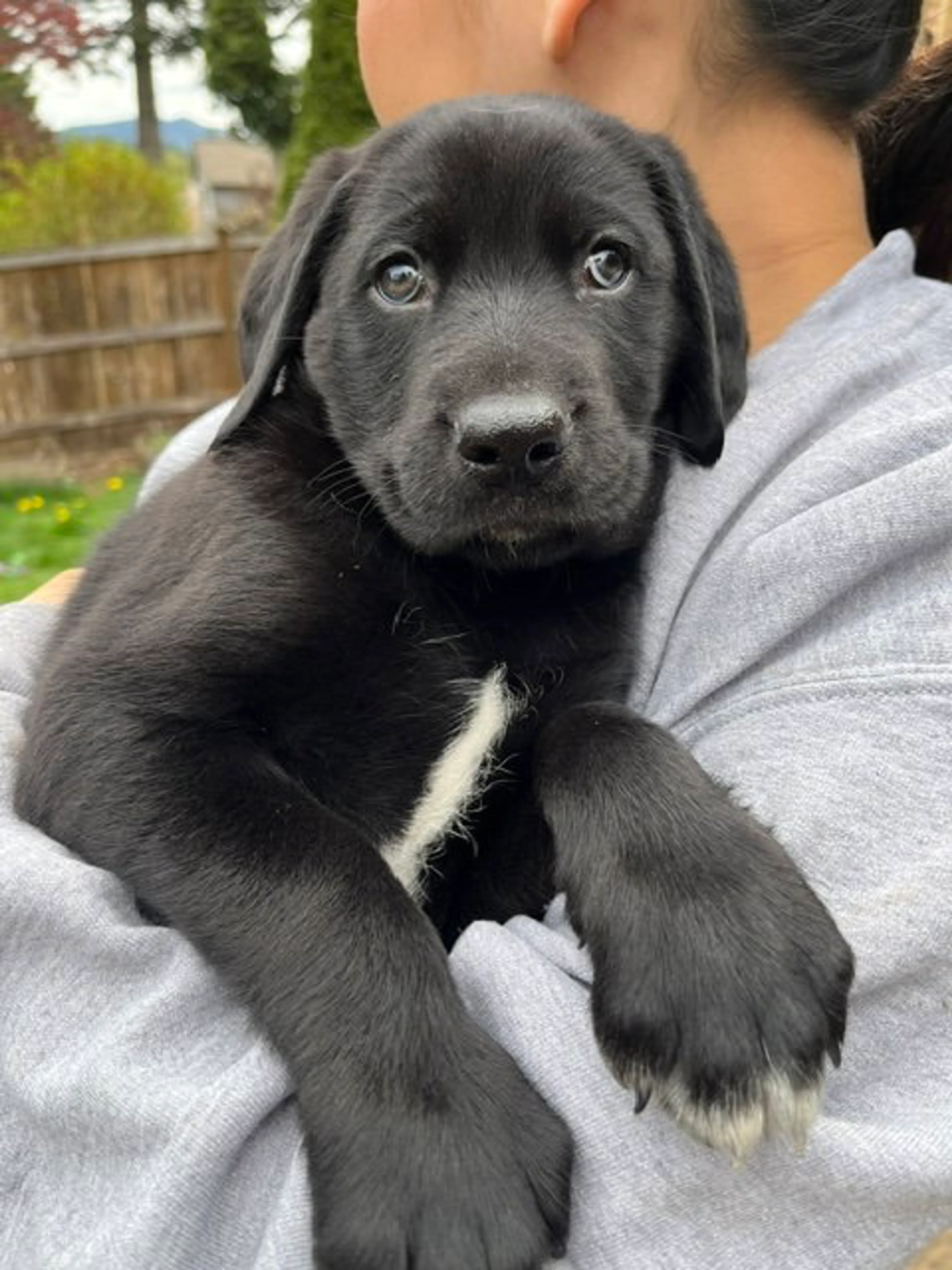 Found pet-1