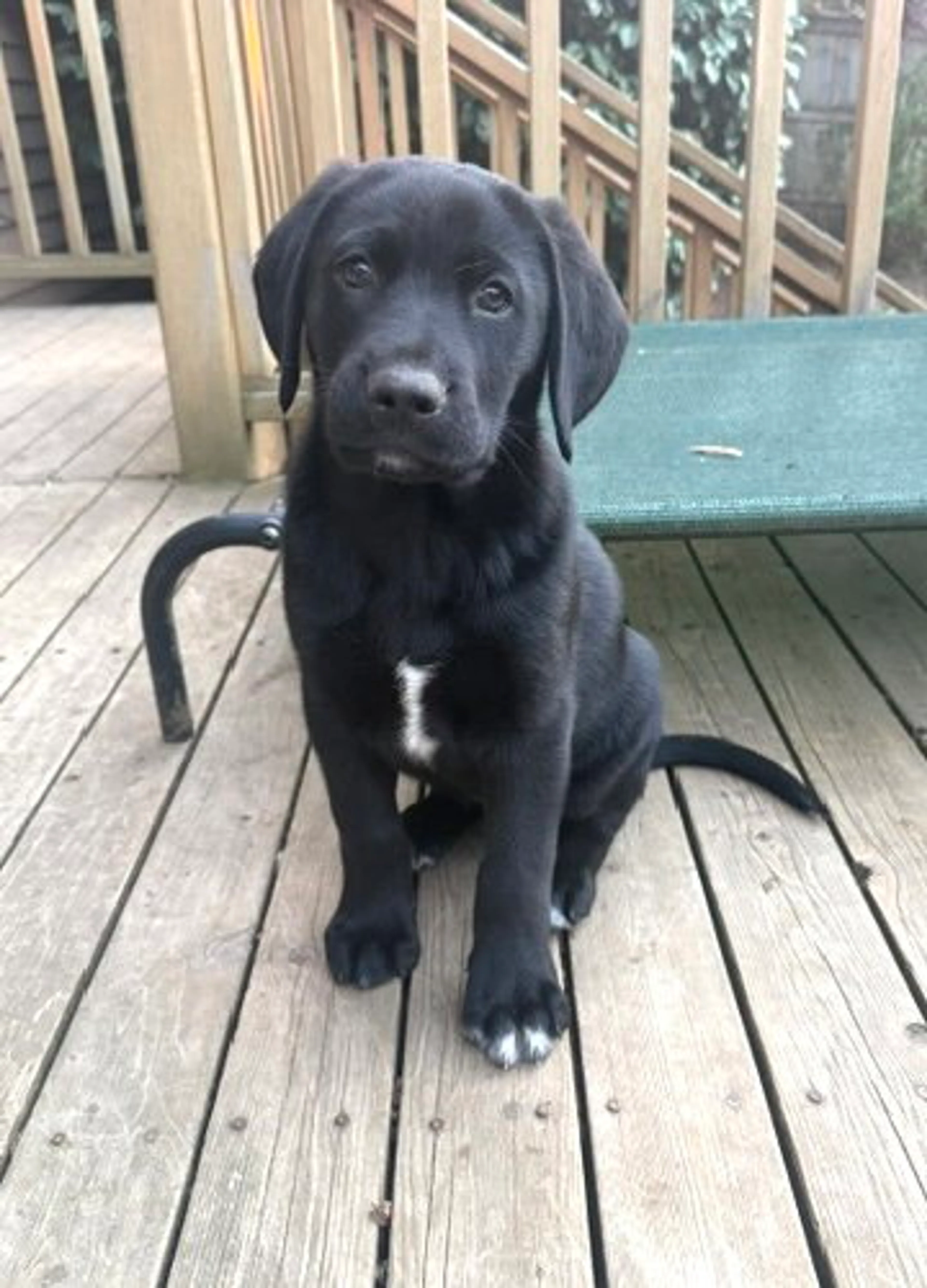 Found pet-0