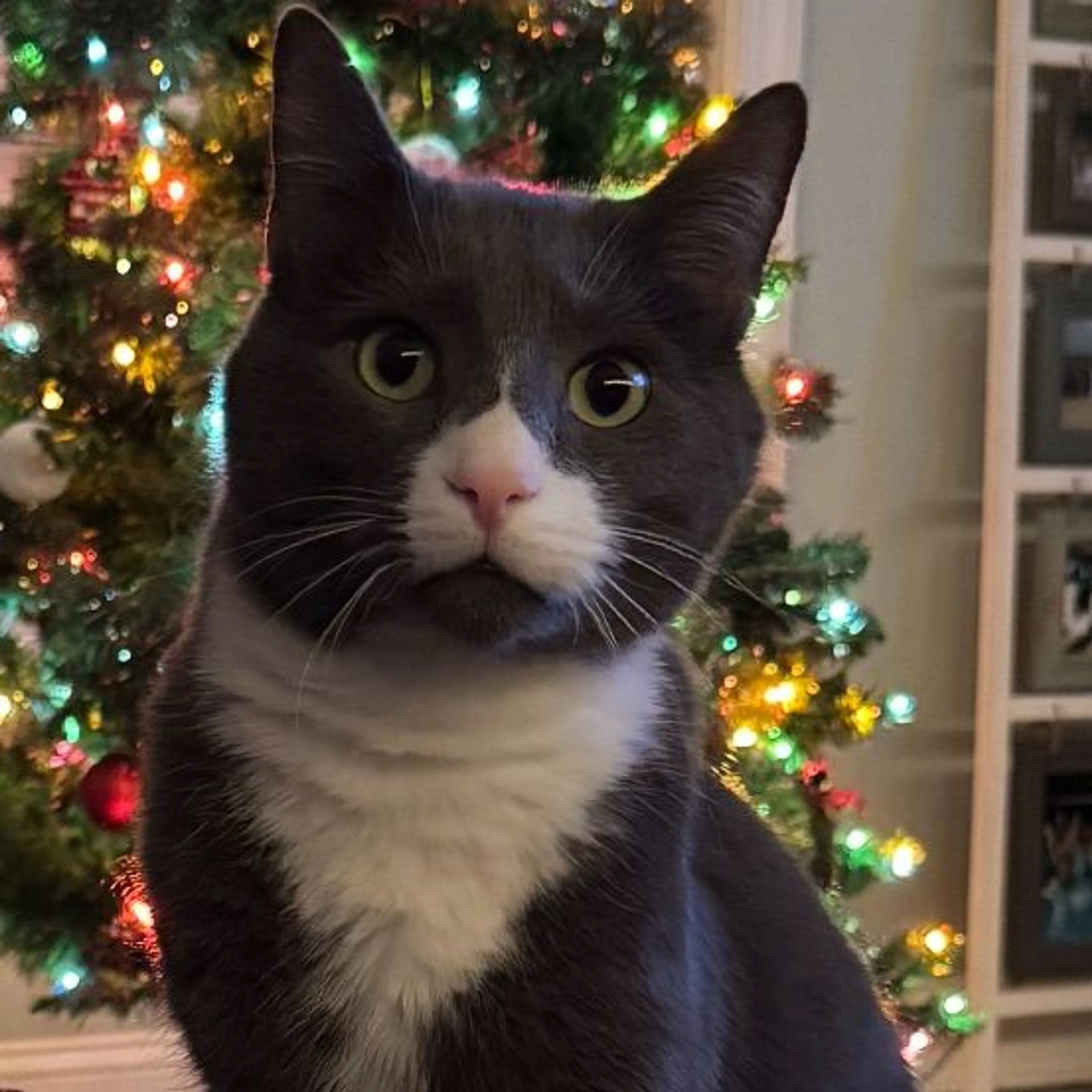 Lost pet