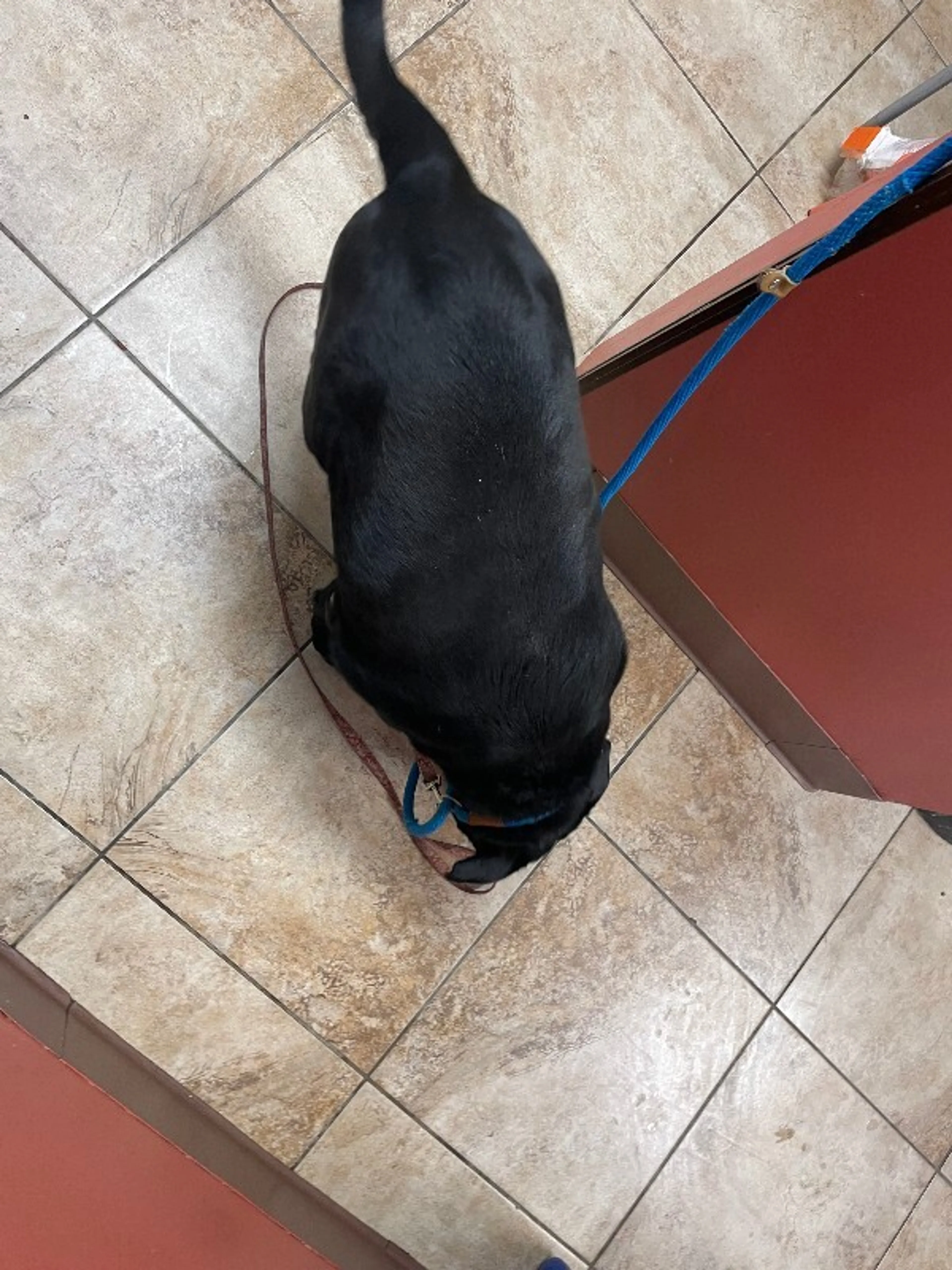 Found pet-1