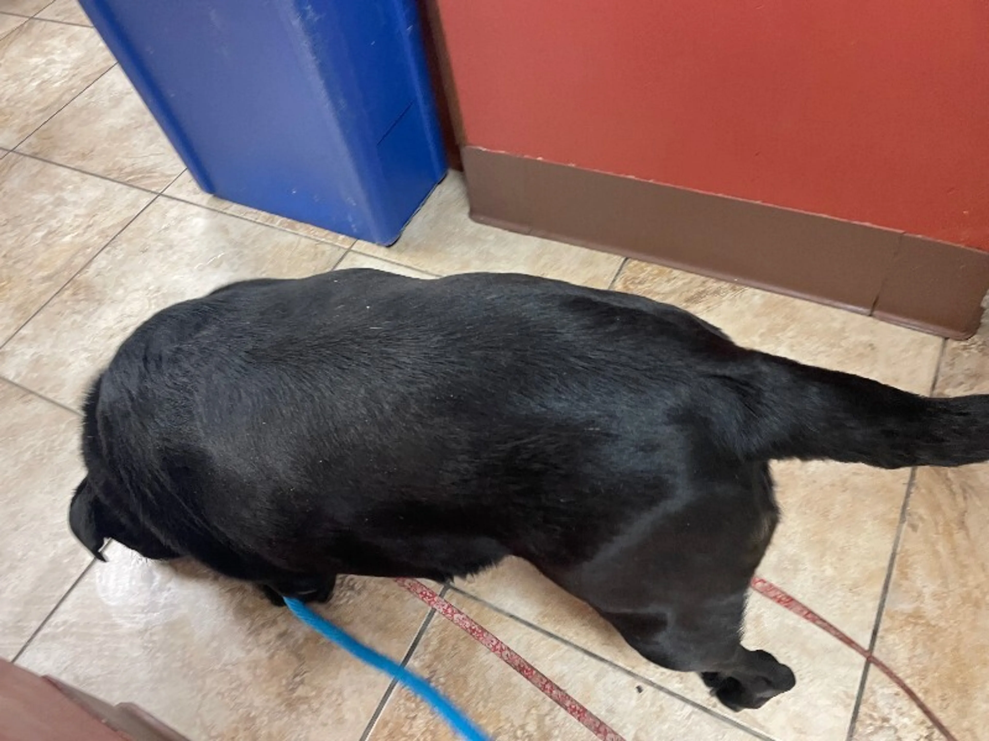 Found pet-3