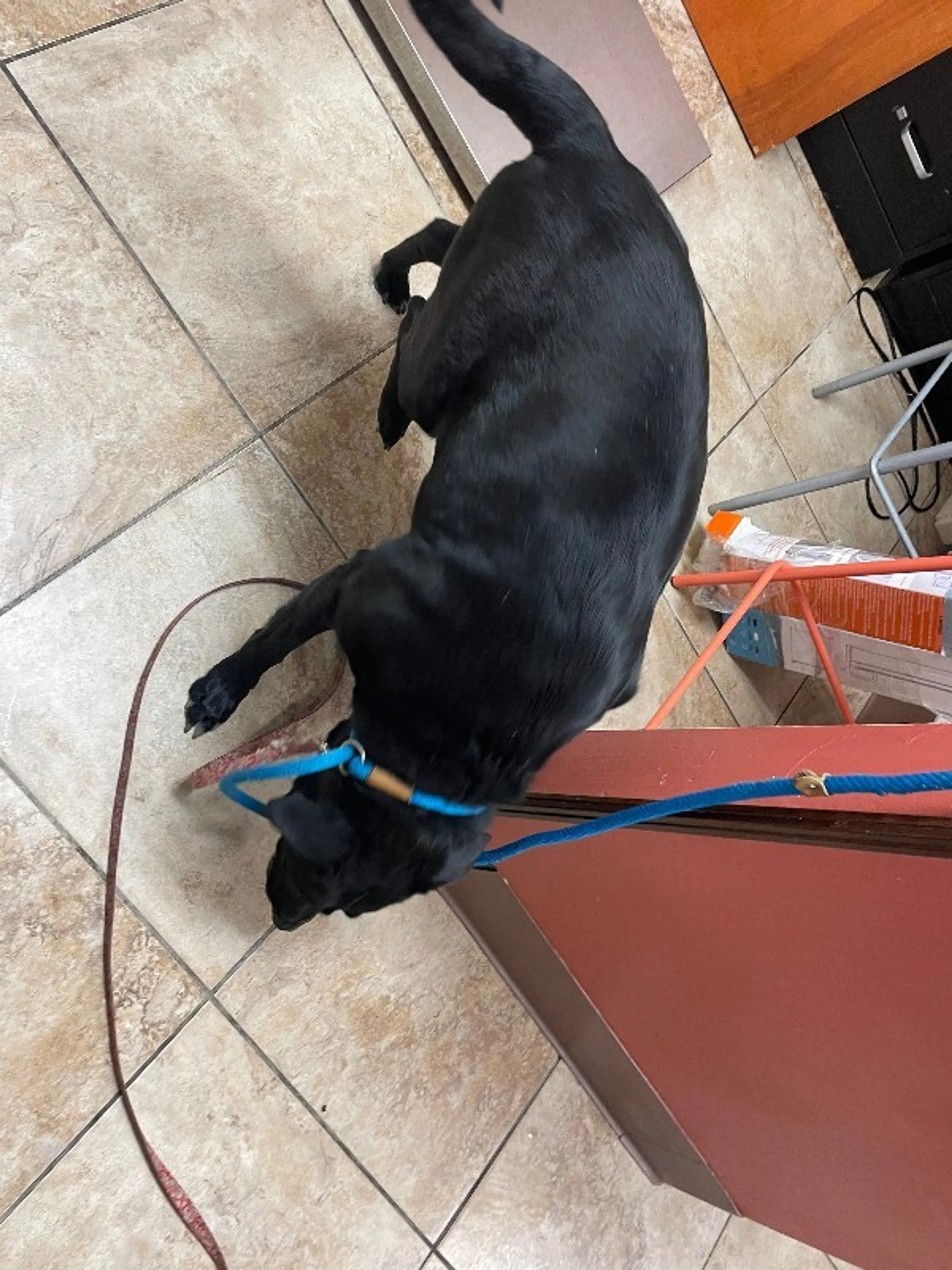 Found pet-2