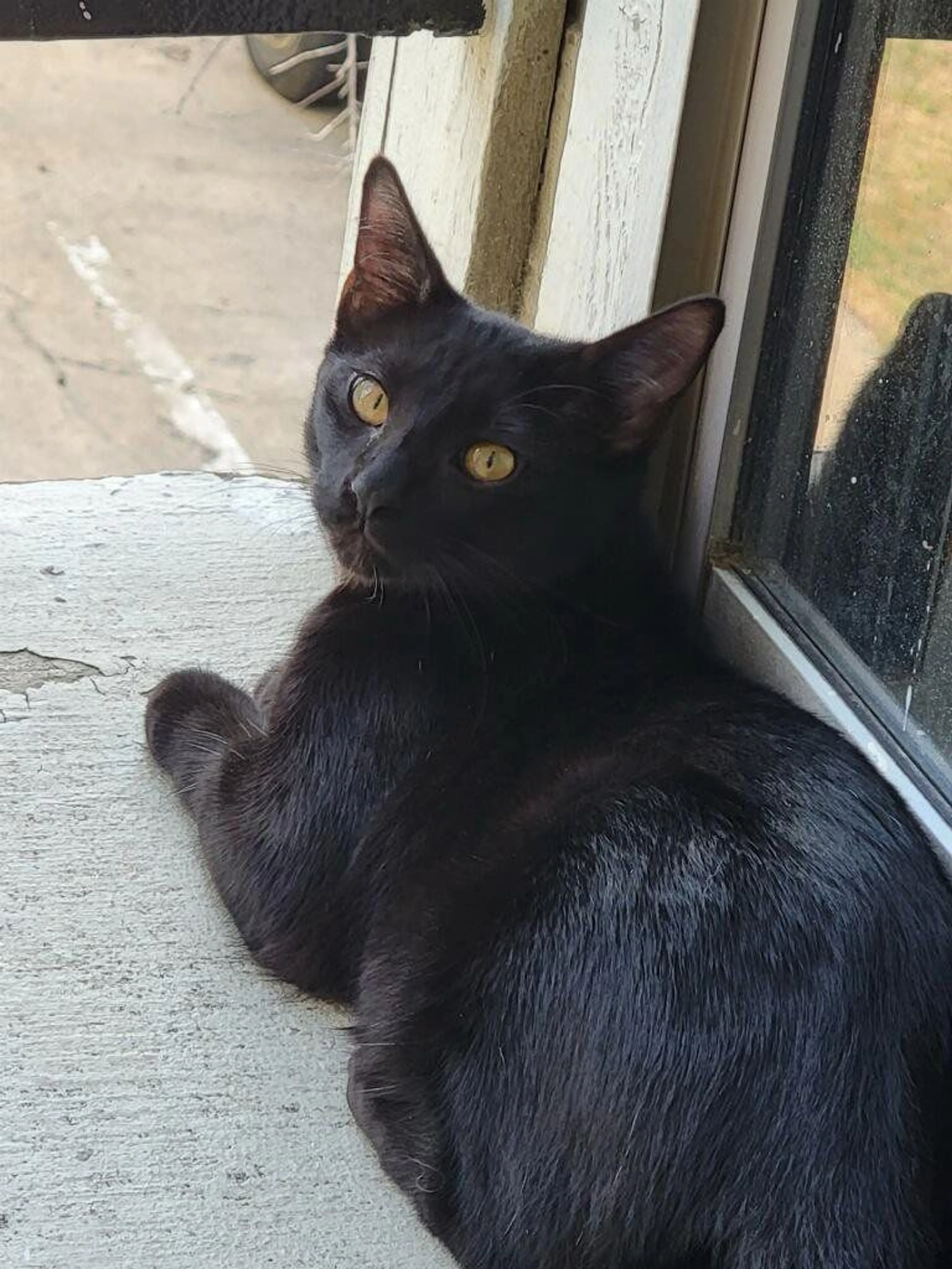 Lost pet