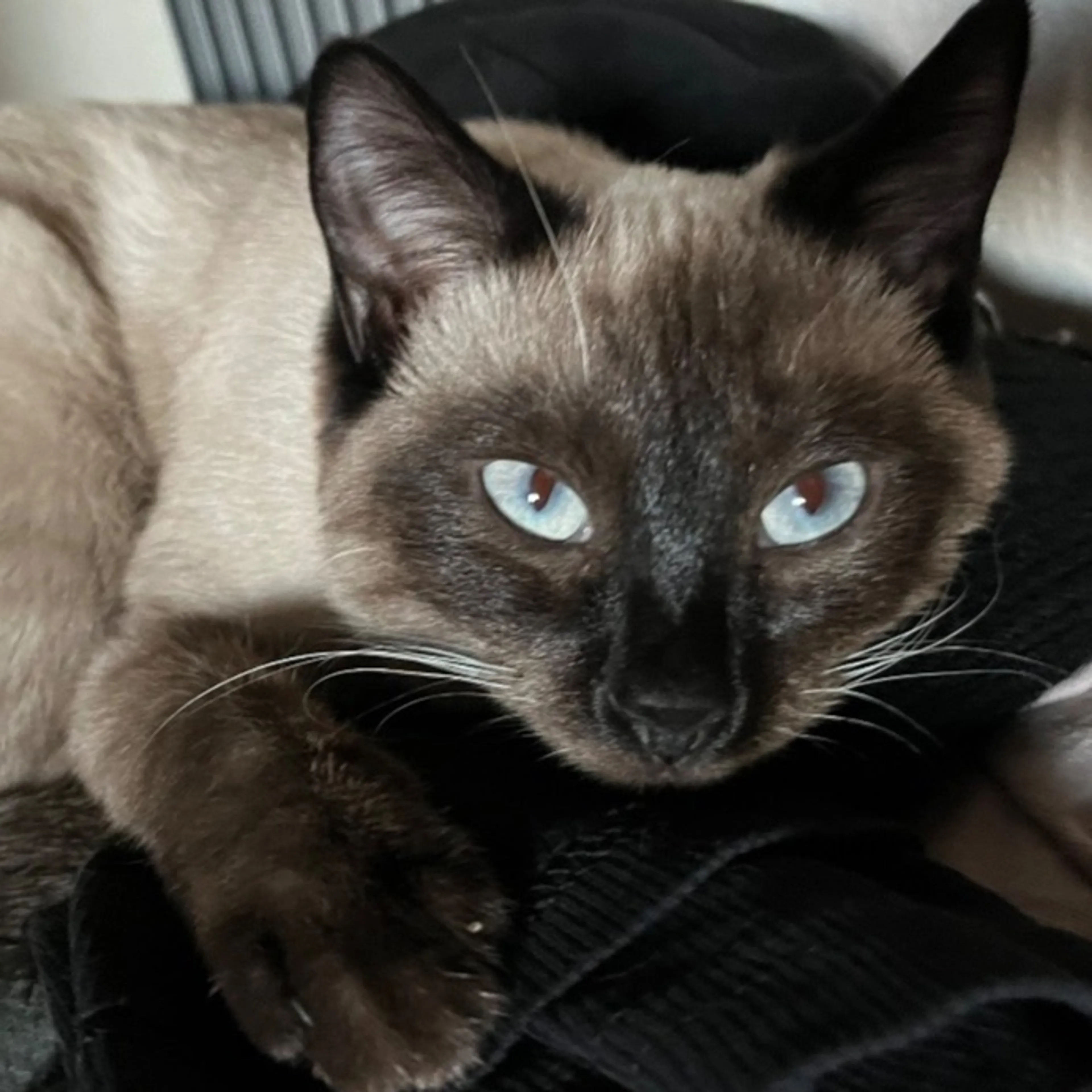 Lost pet