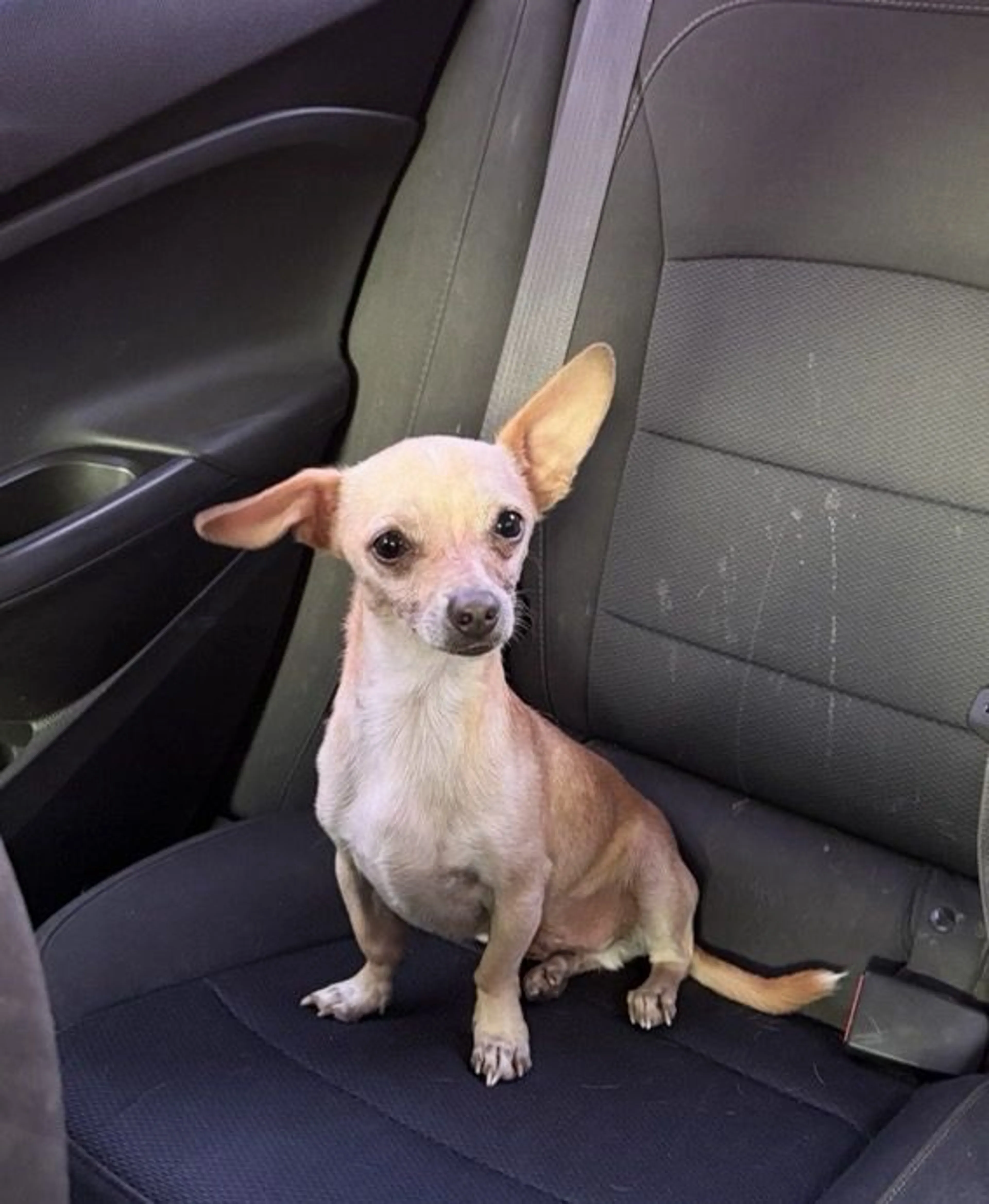 Lost pet-0