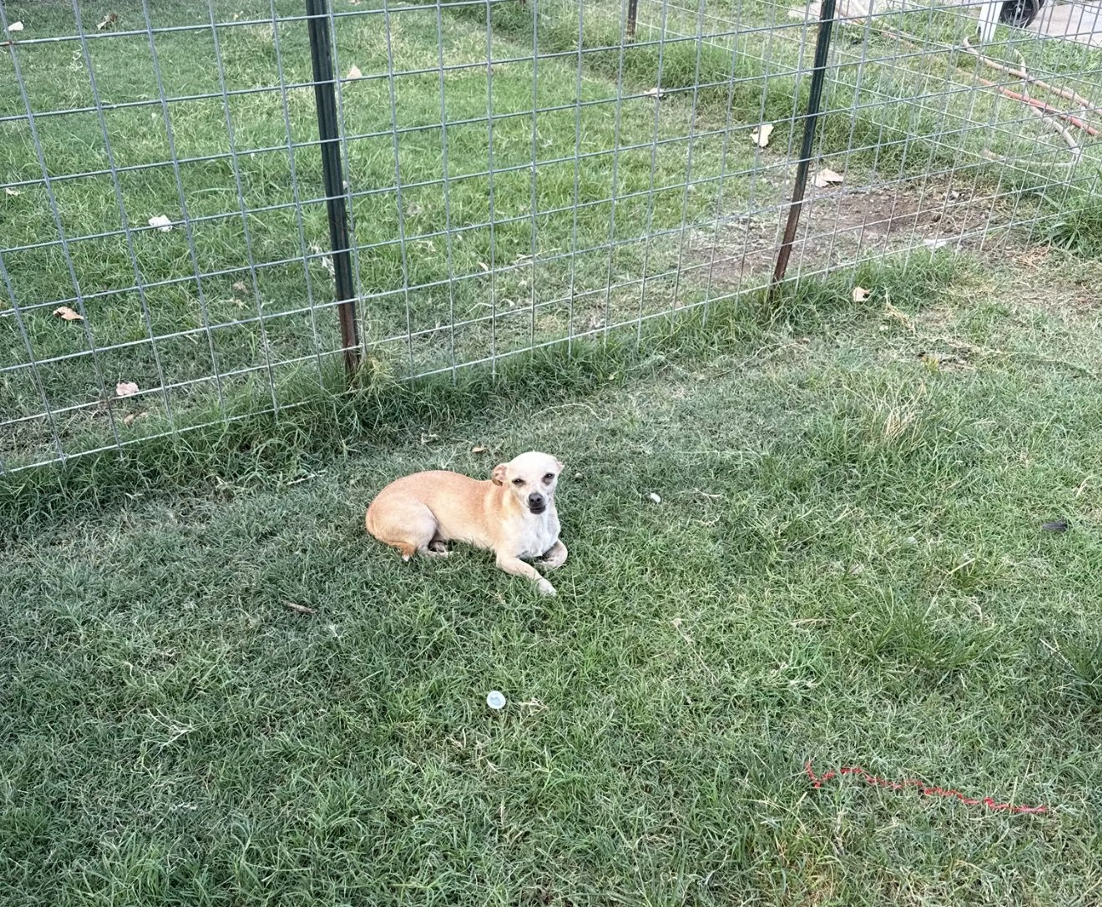 Lost pet-1